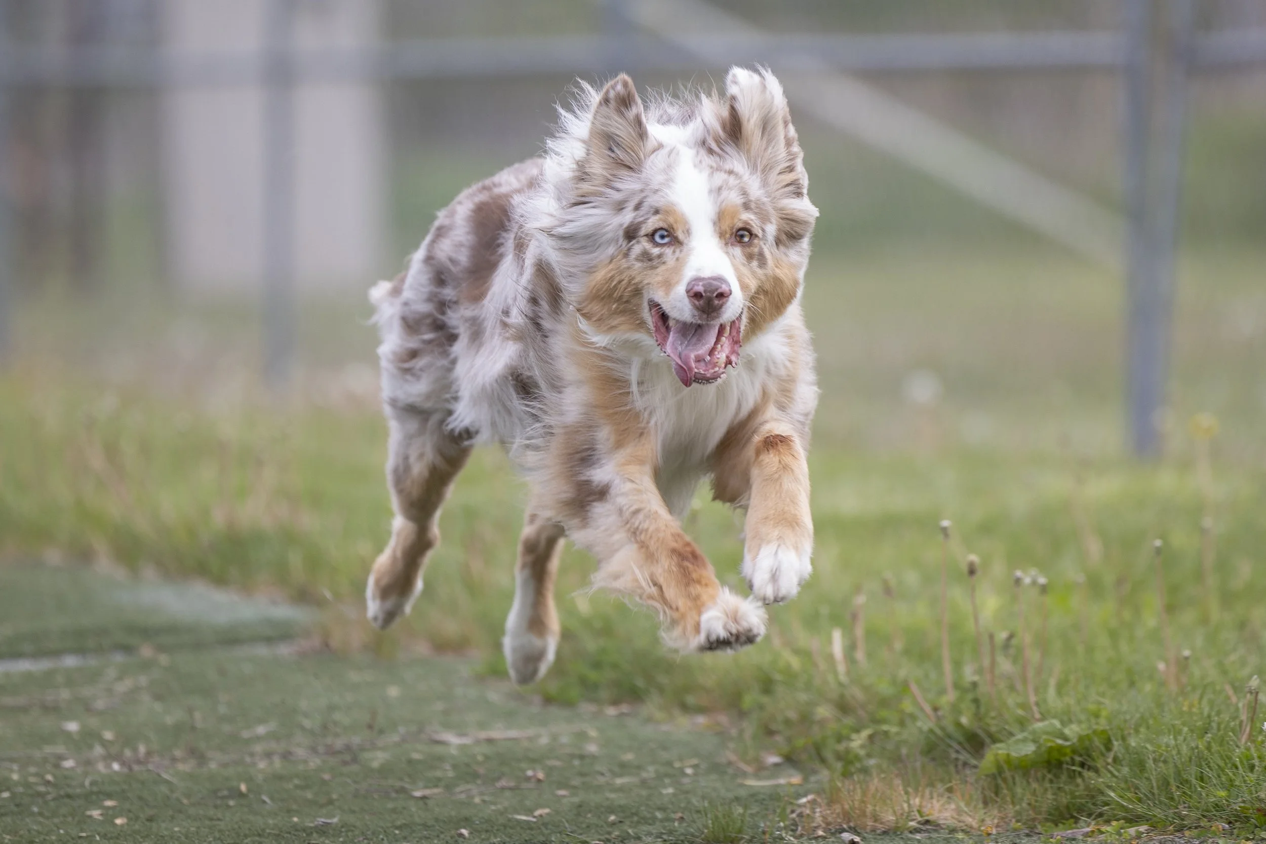 Alastair running Fast Cat in 2024
