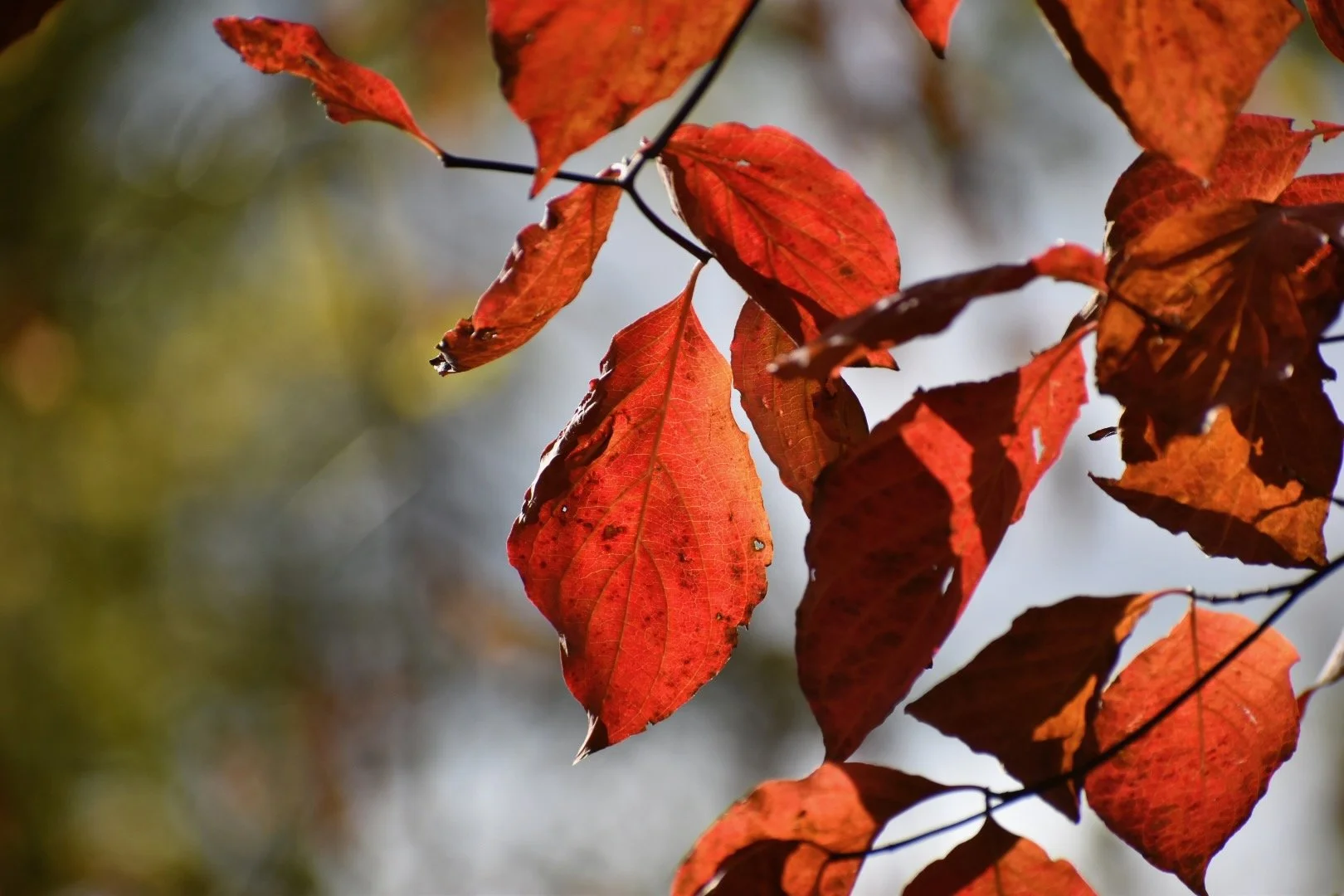 Close-up of red autumn leaves on branches against a blurred background.