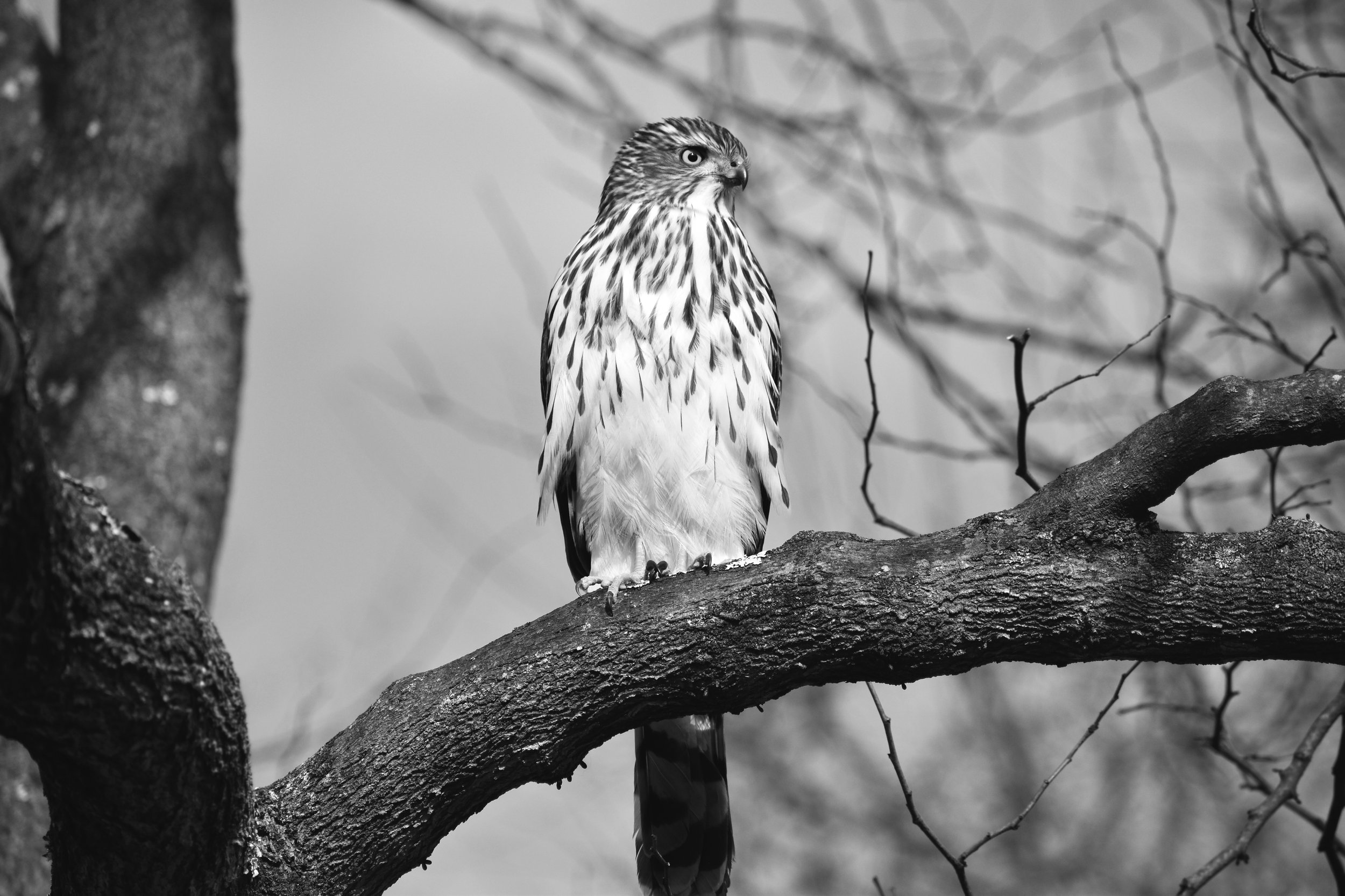 Cooper.Hawk.BW.jpg