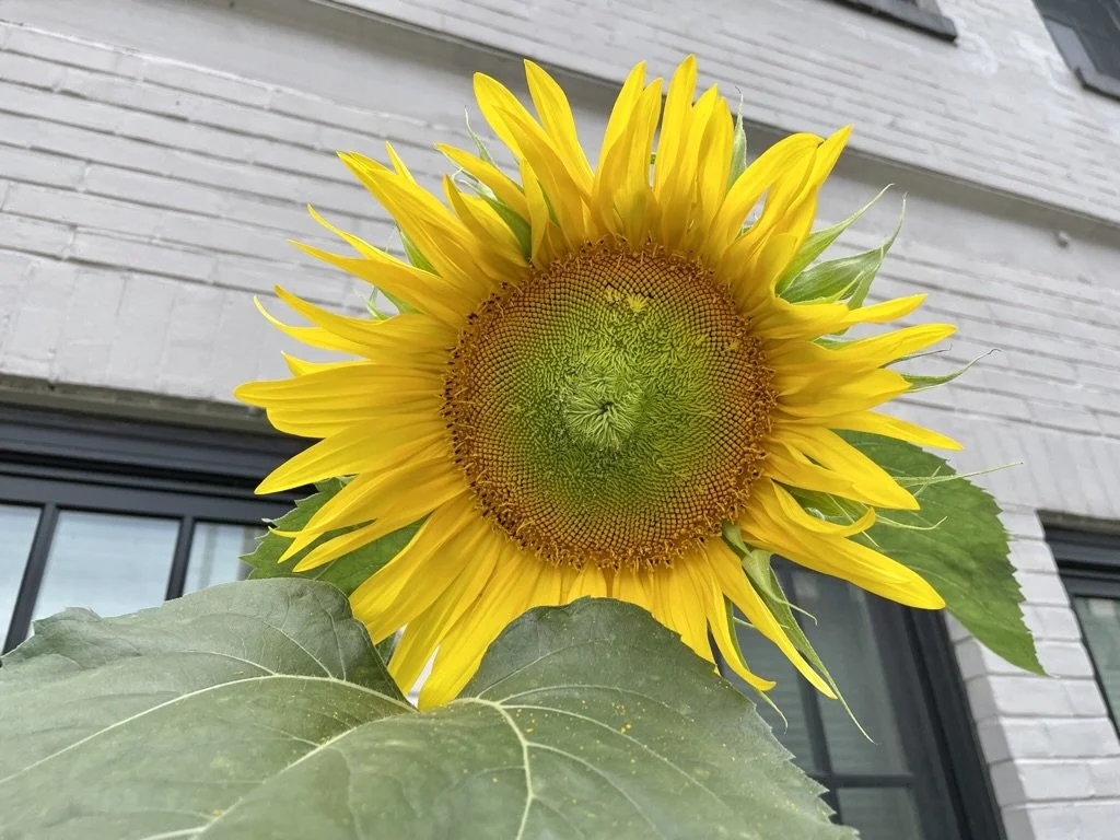 Close-up of a sunflower with yellow petals against a light brick building background.