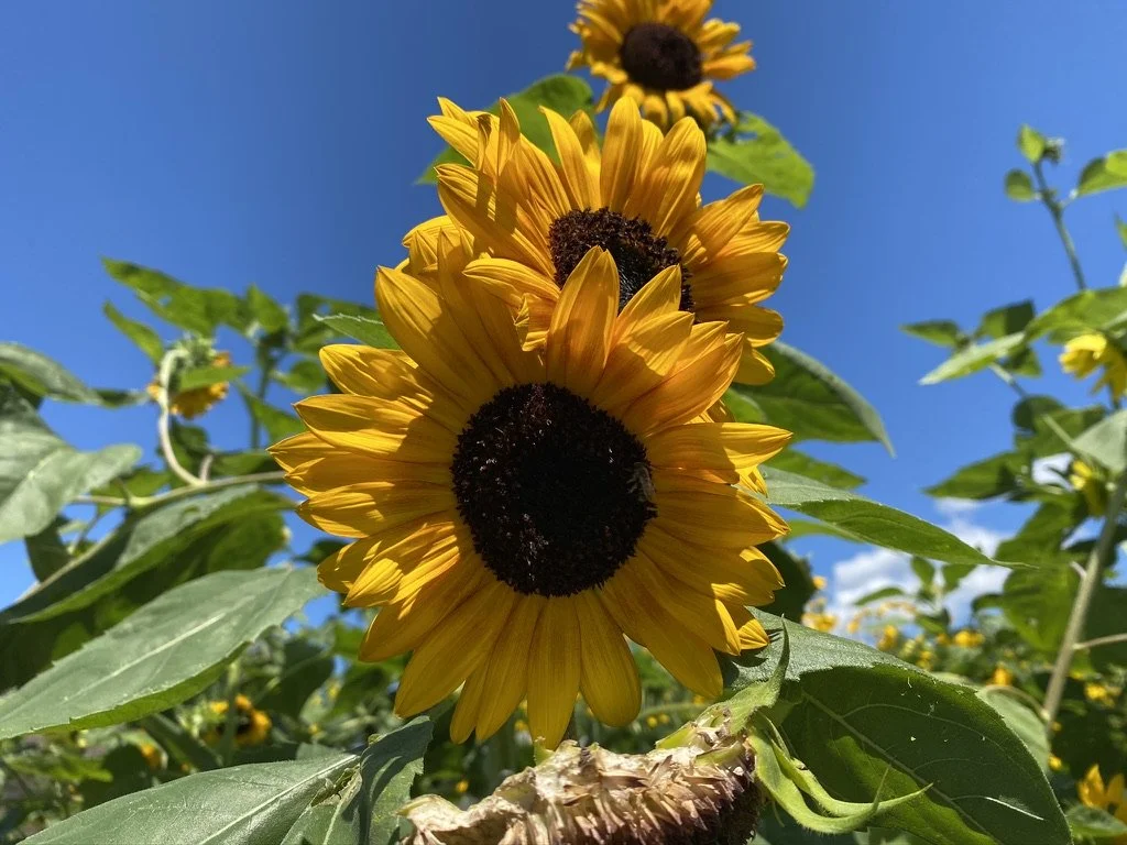 Sunflowers against a blue sky with green leaves.