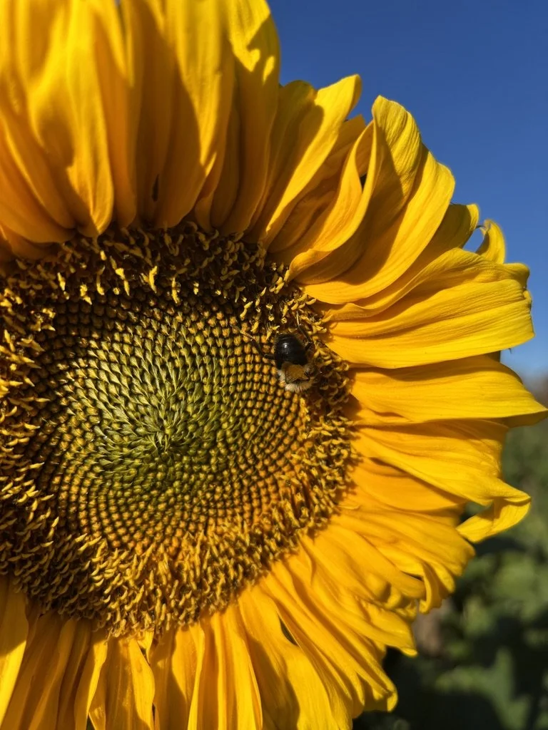 Close-up of a sunflower with a bee on it, against a clear blue sky.