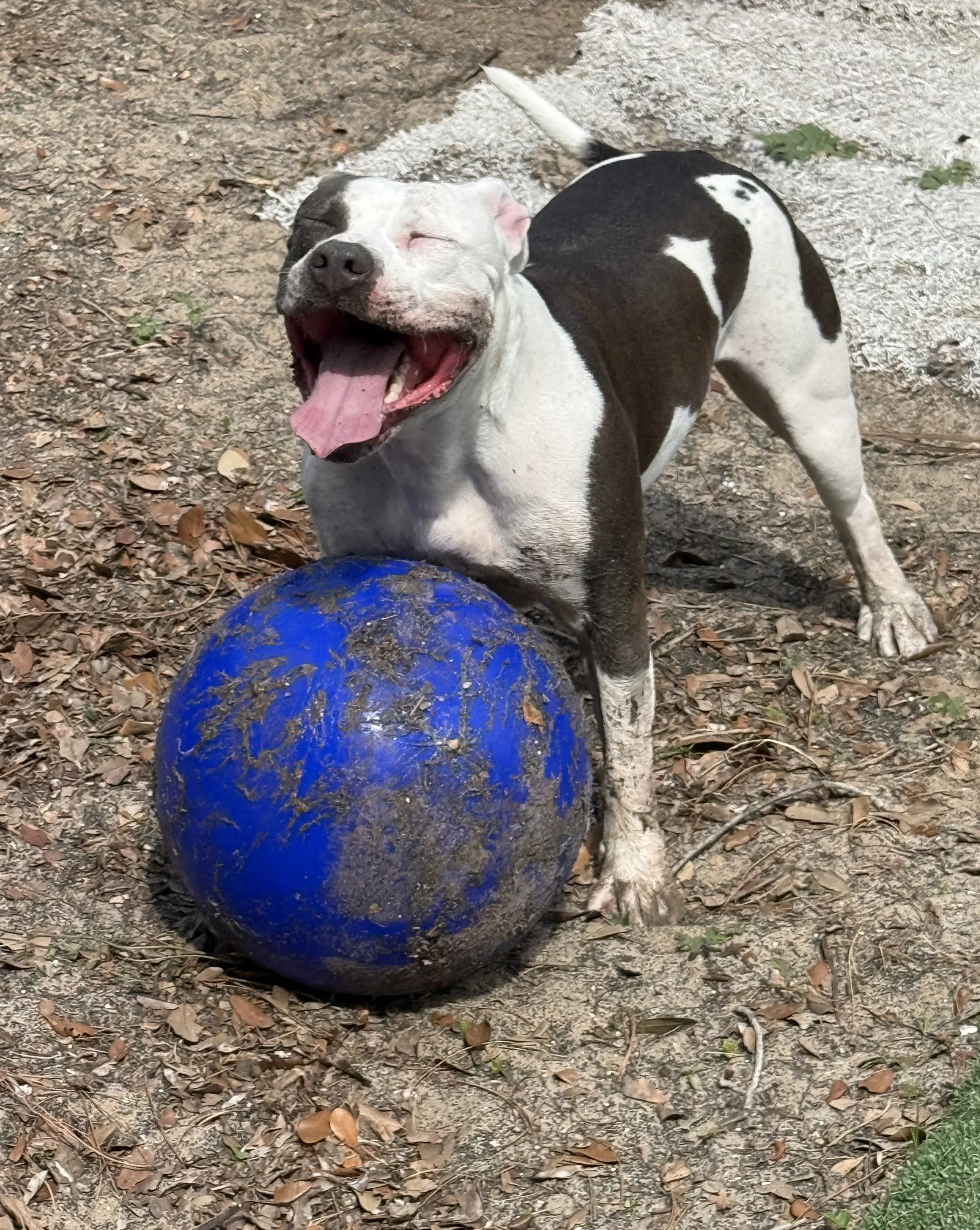 A gray and white dog with patches on its back and face, seems to be smiling with its tongue out, standing on the dirt ground next to a large, blue ball.