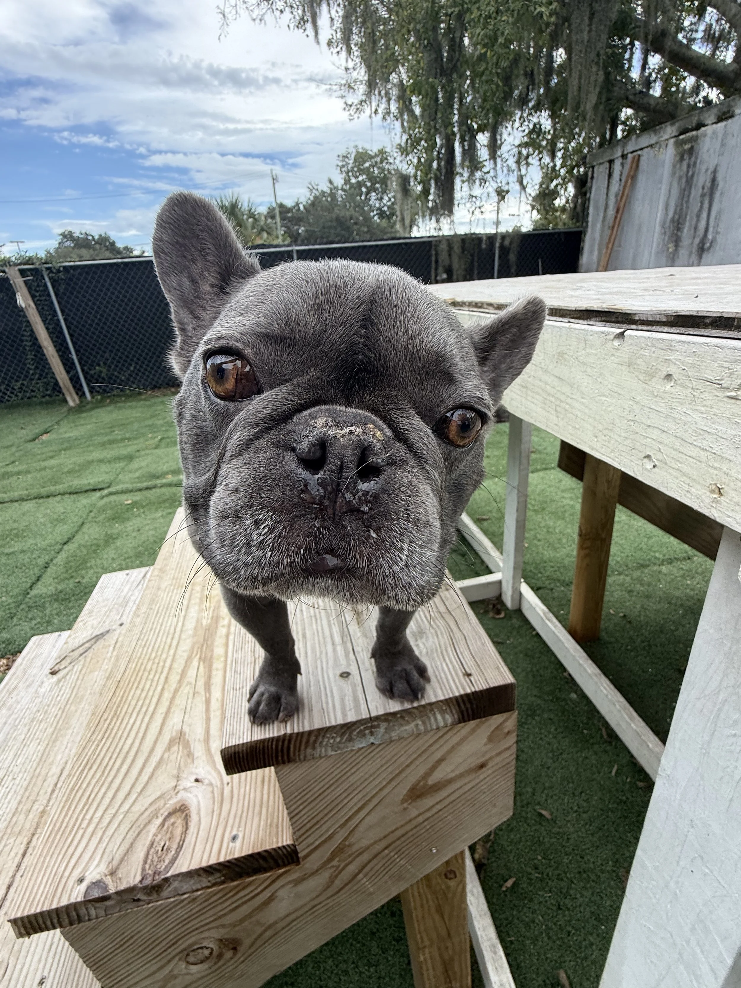 Close-up of a gray French Bulldog puppy standing on a wooden platform outdoors, with green artificial grass, a chain-link fence, trees, and partly cloudy sky in the background.