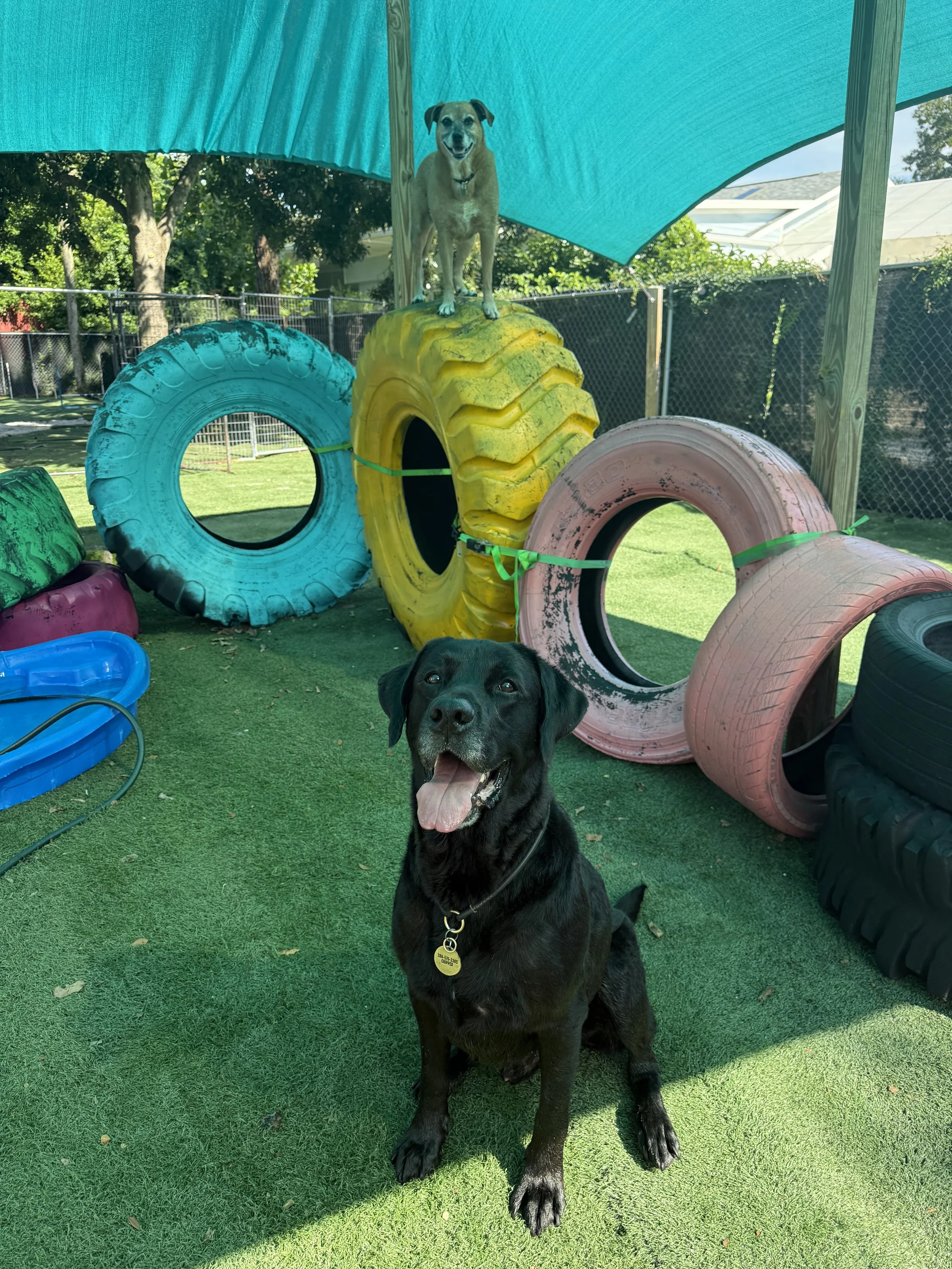 A black dog with a yellow tag sitting on green artificial grass in a backyard, with another dog sitting on colorful rubber tires under a blue shade in the background.