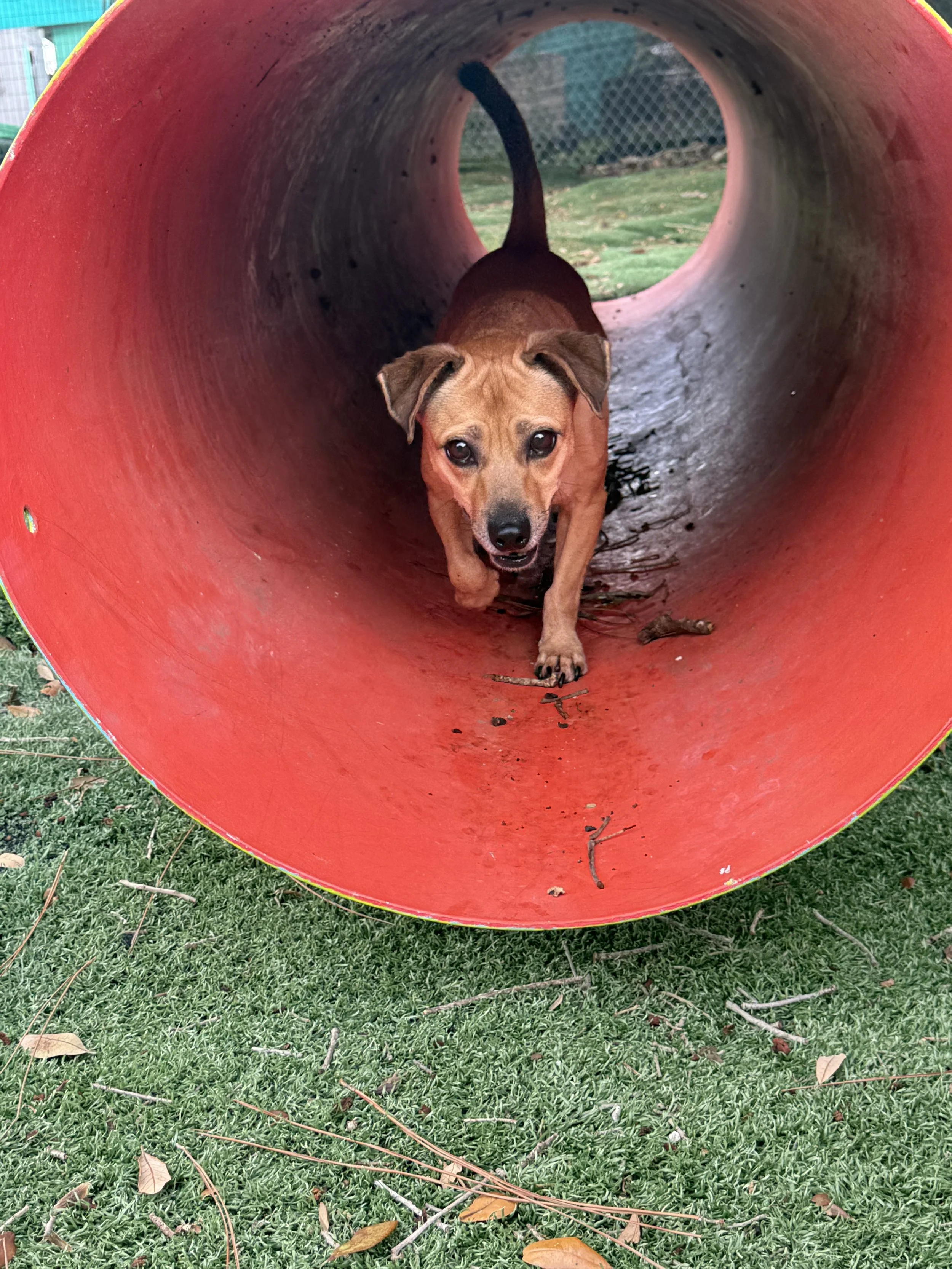 A small brown dog with a black nose and floppy ears running inside a red tunnel on green turf.