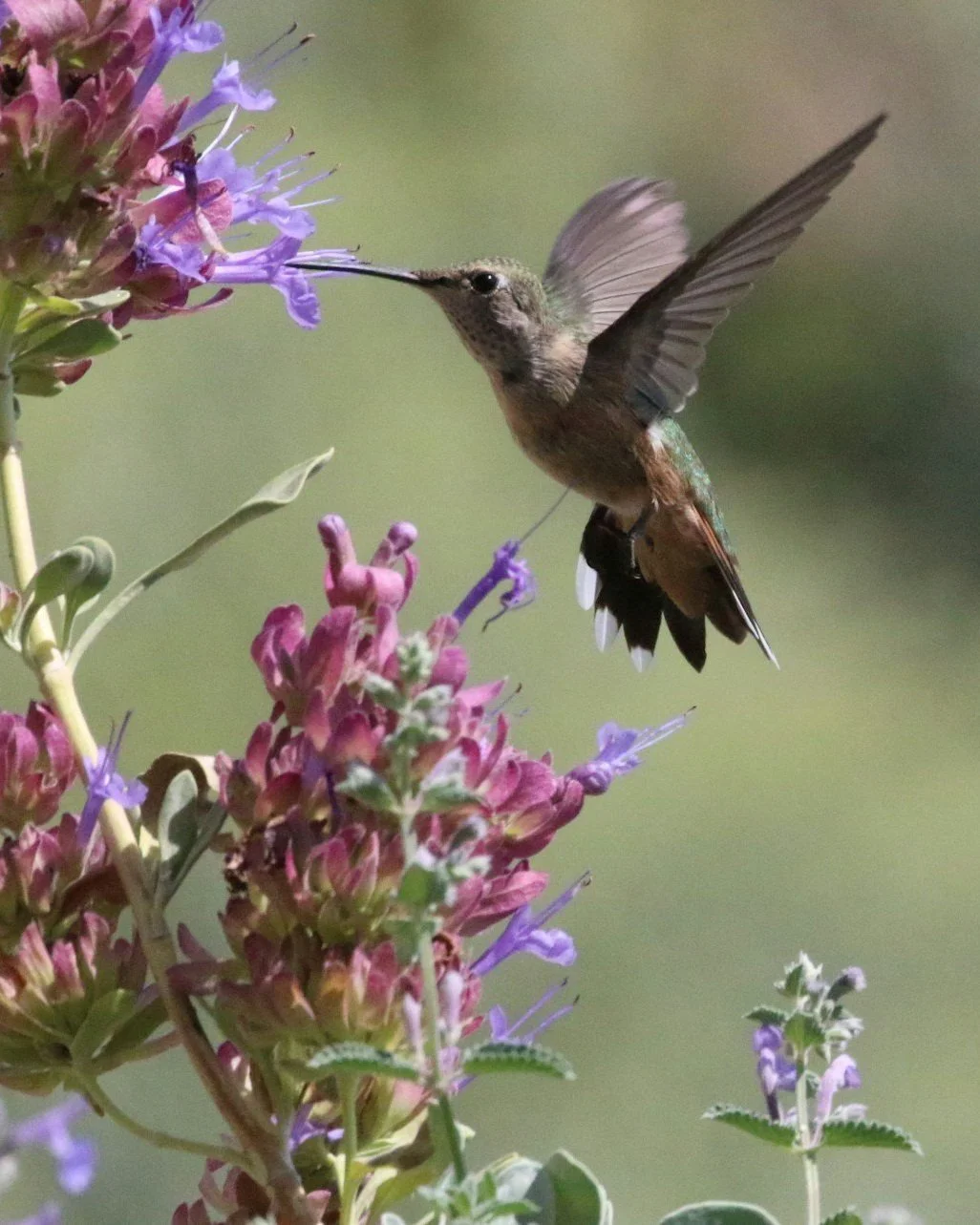 Hummingbird feeding on purple flowers.