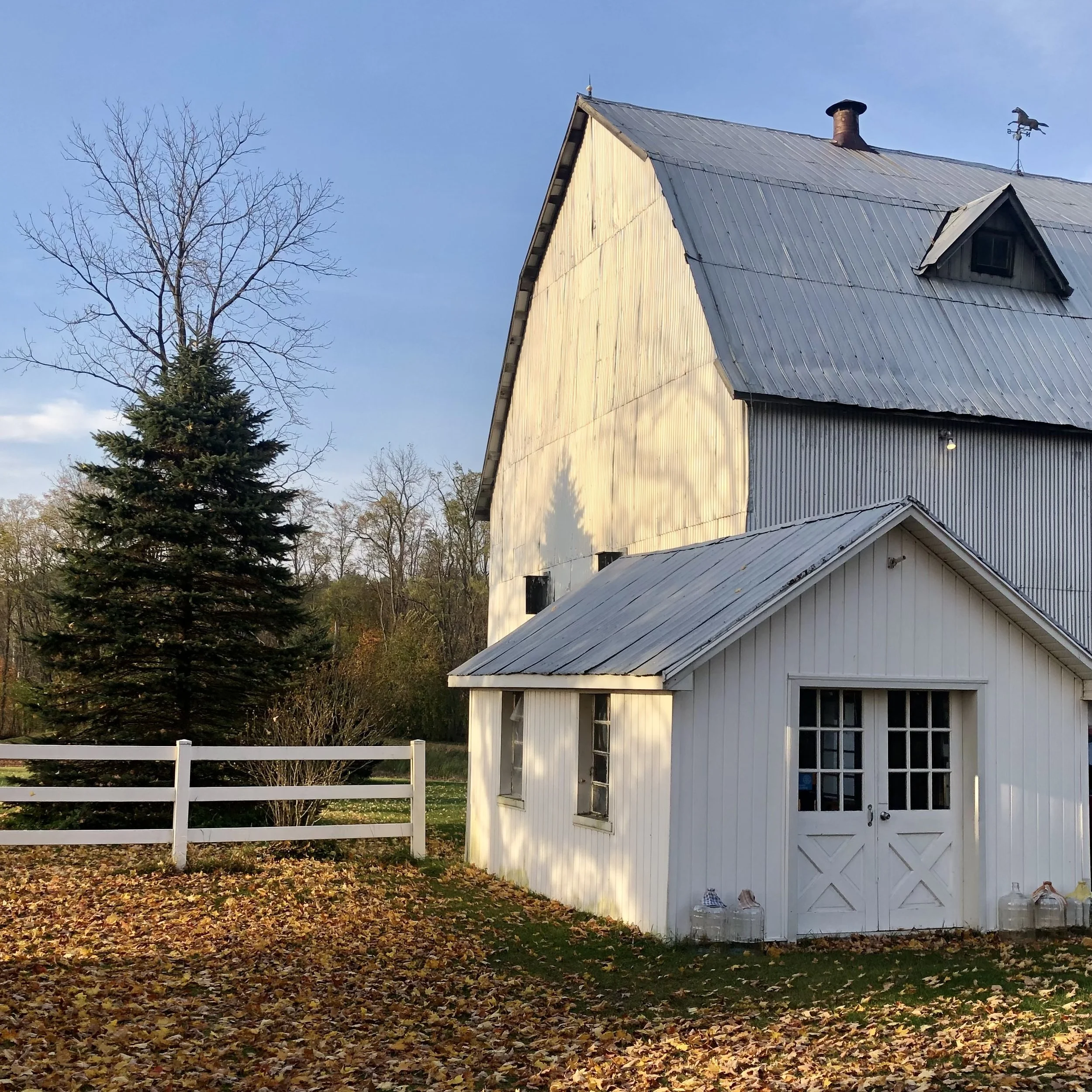White barn with a metal roof surrounded by autumn leaves and a white fence, adjacent to a coniferous tree, under a clear blue sky.