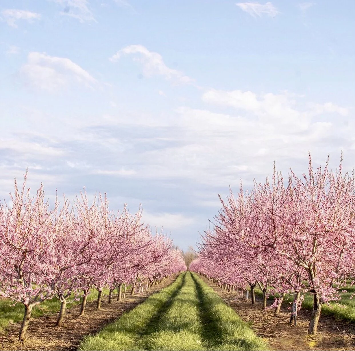 Pink blossoming trees line a grassy pathway under a partly cloudy sky.