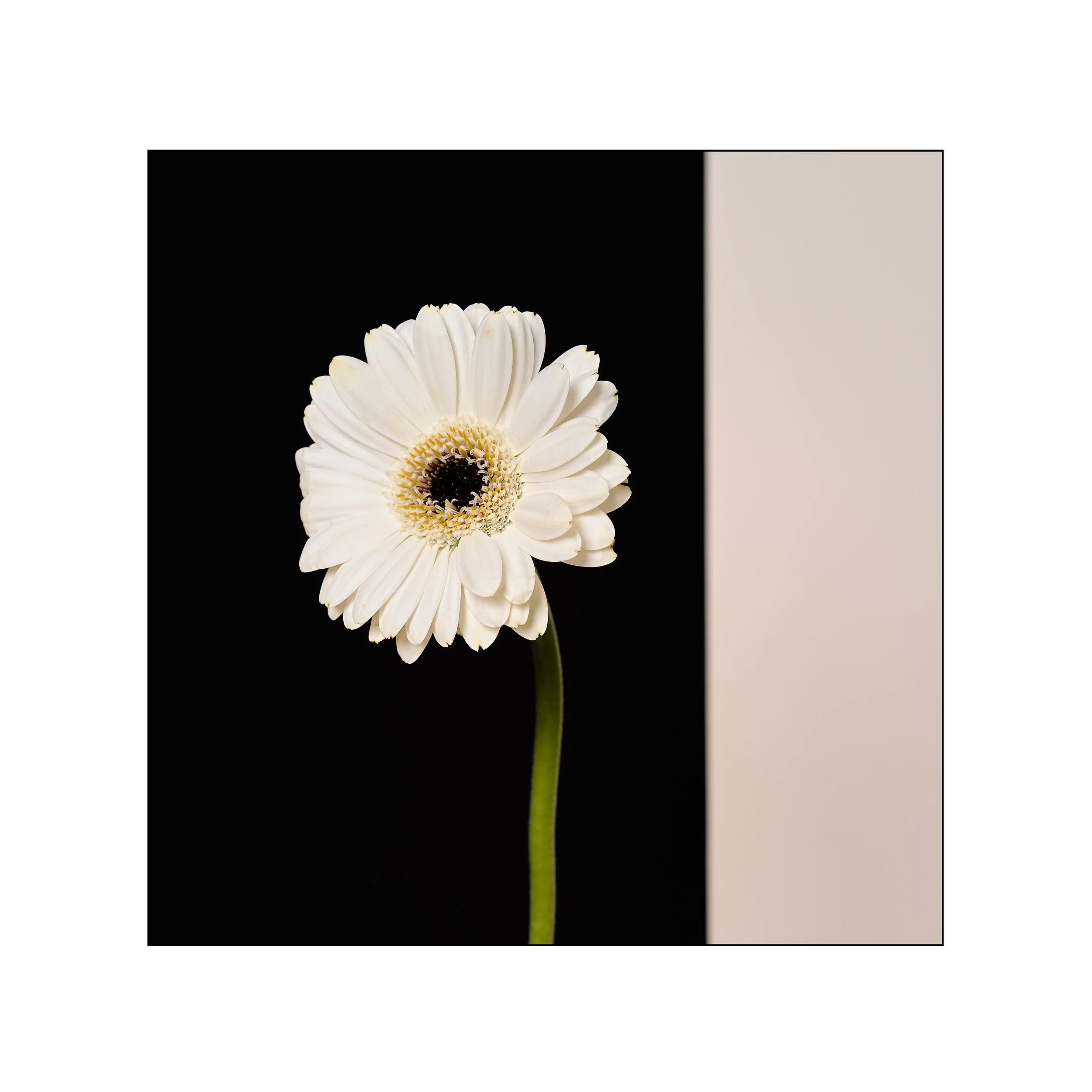 Catalogue 20250299.jpg