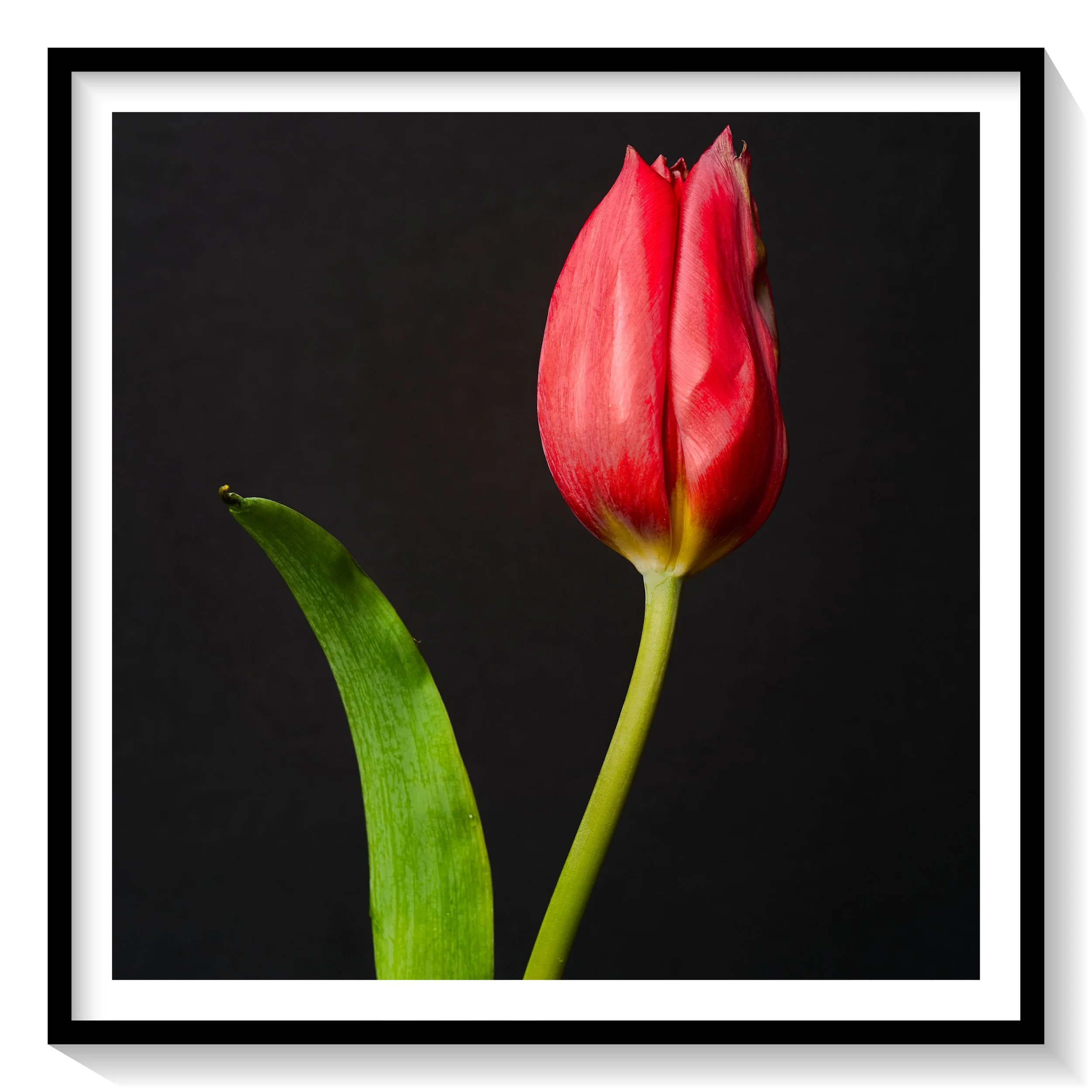 #FLOWER_004