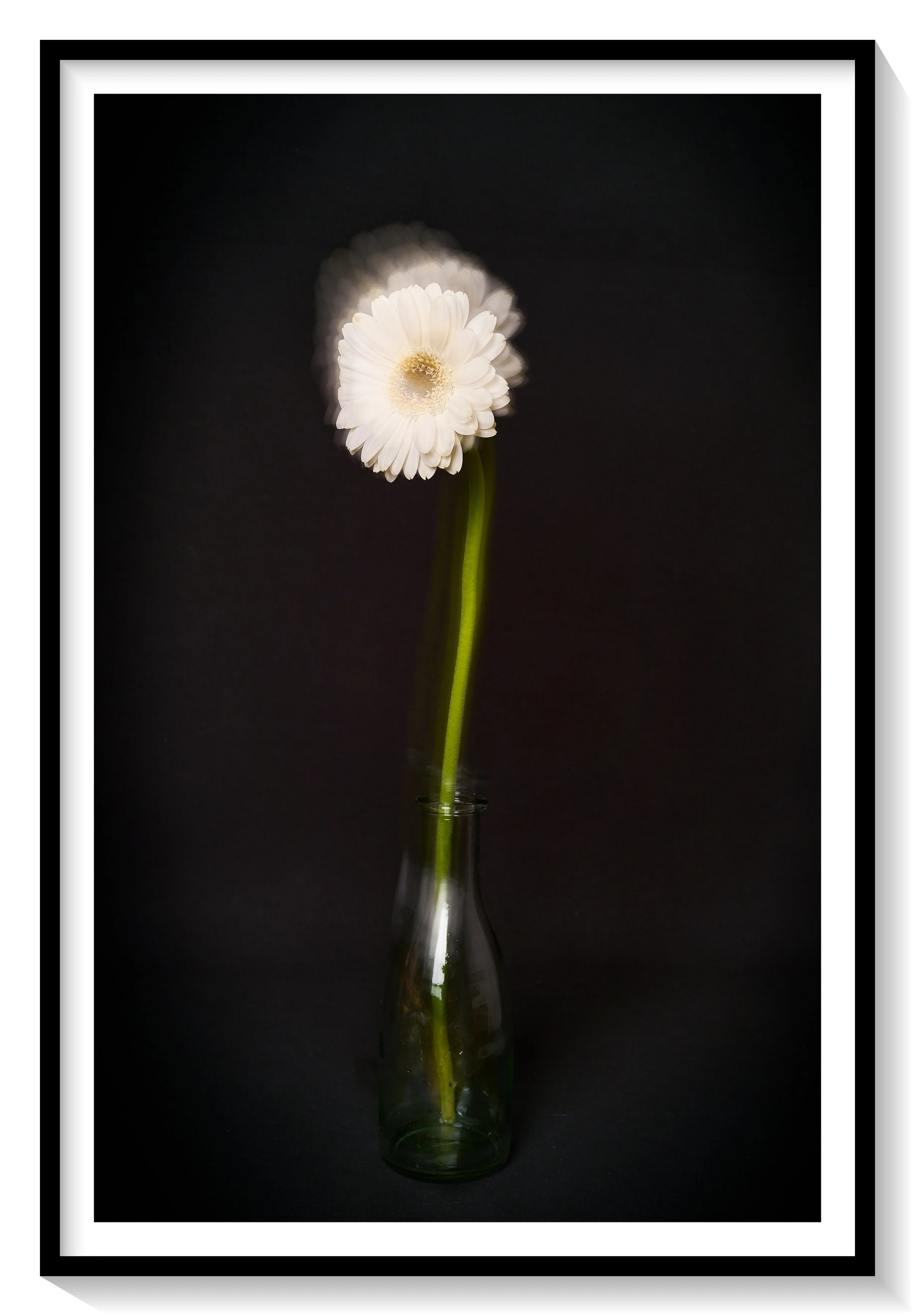 #FLOWER_007
