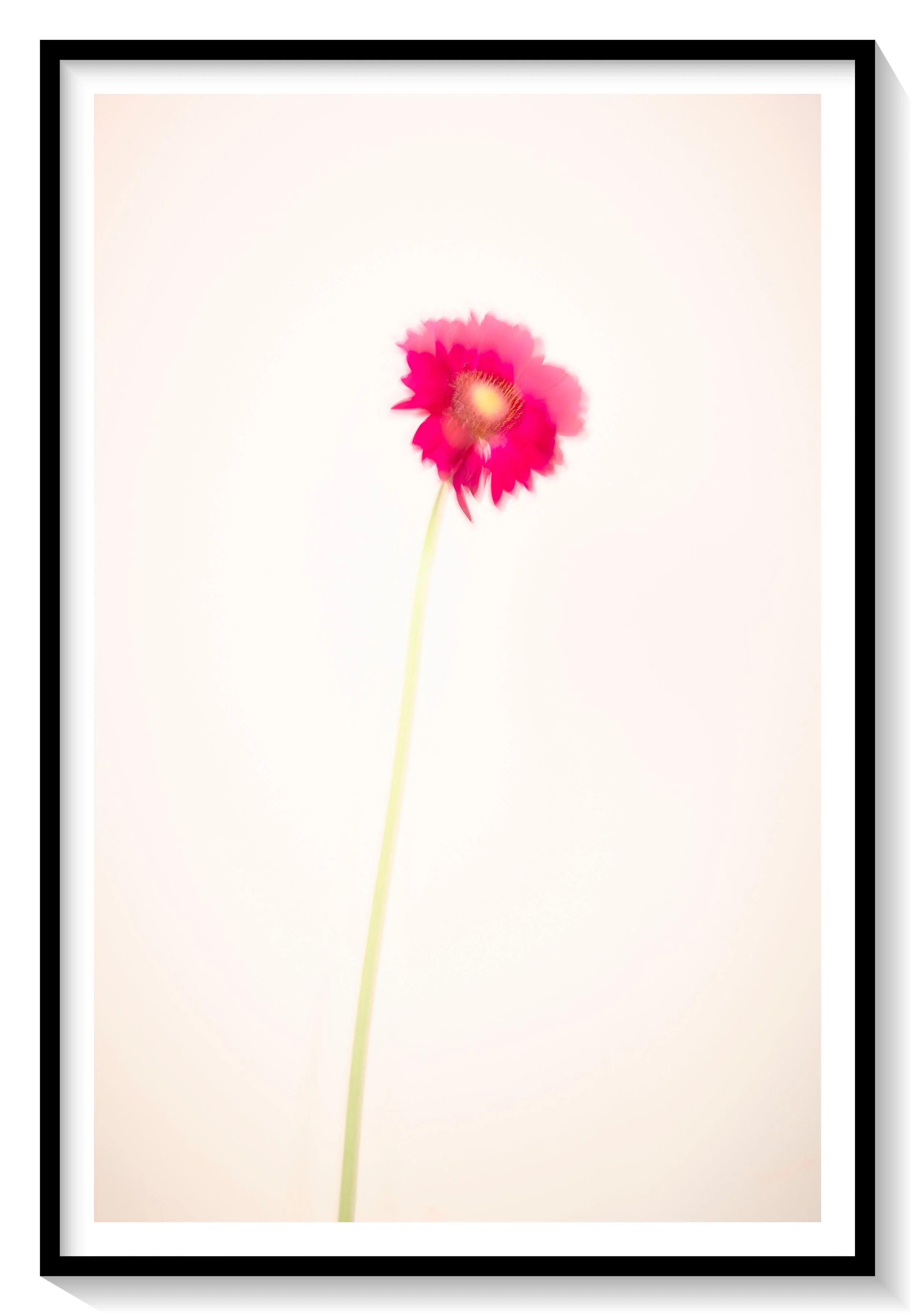 #FLOWER_021
