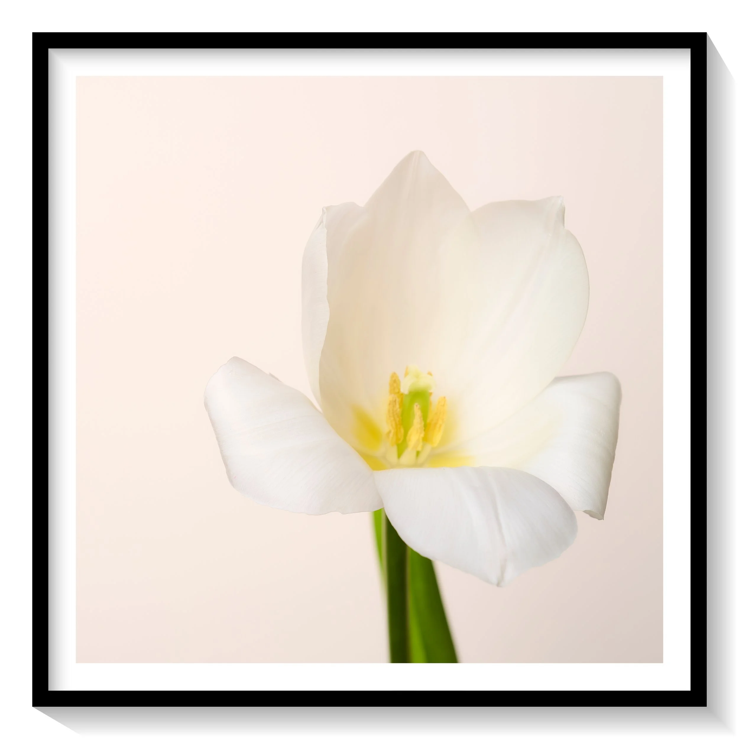 #FLOWER_015