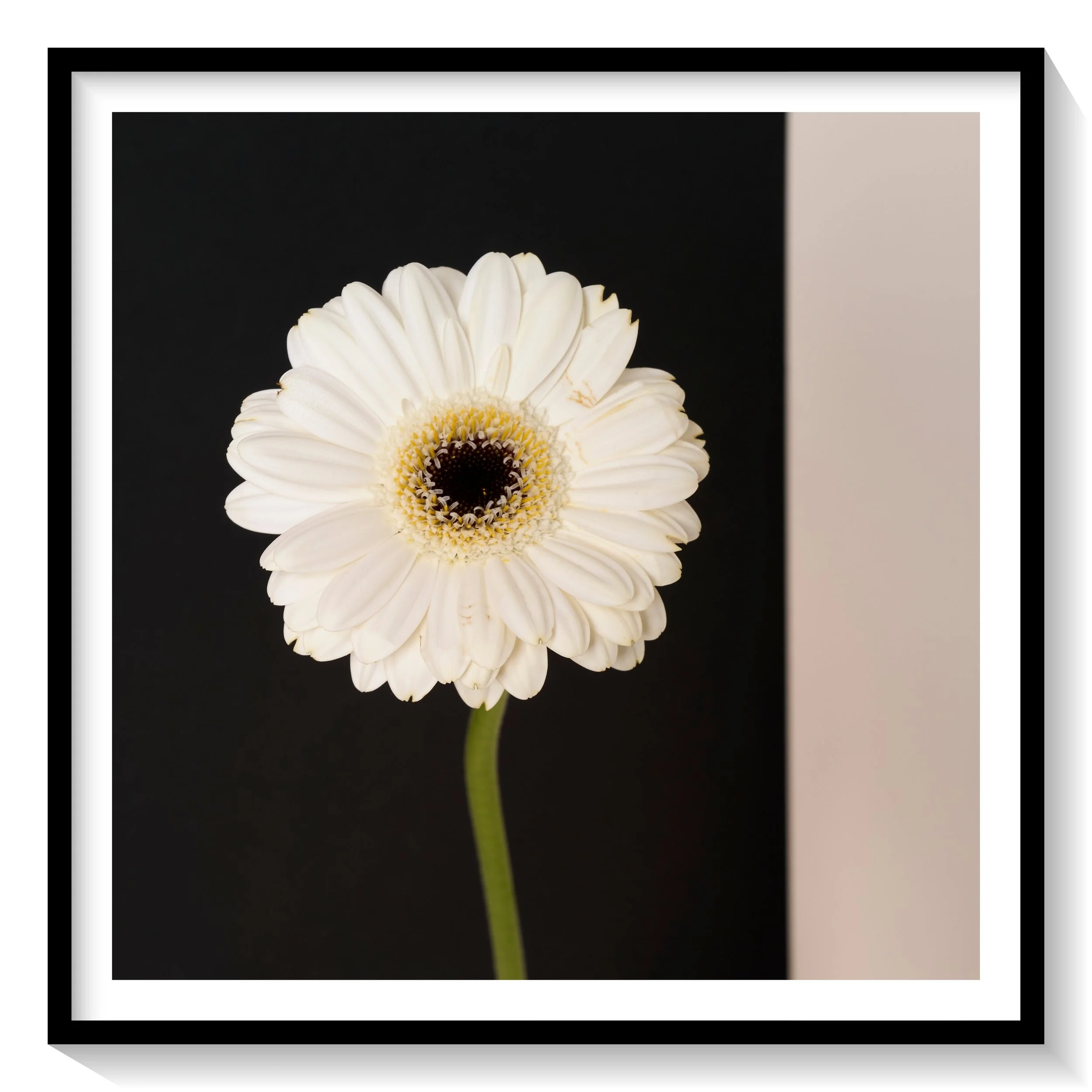 #FLOWER_012