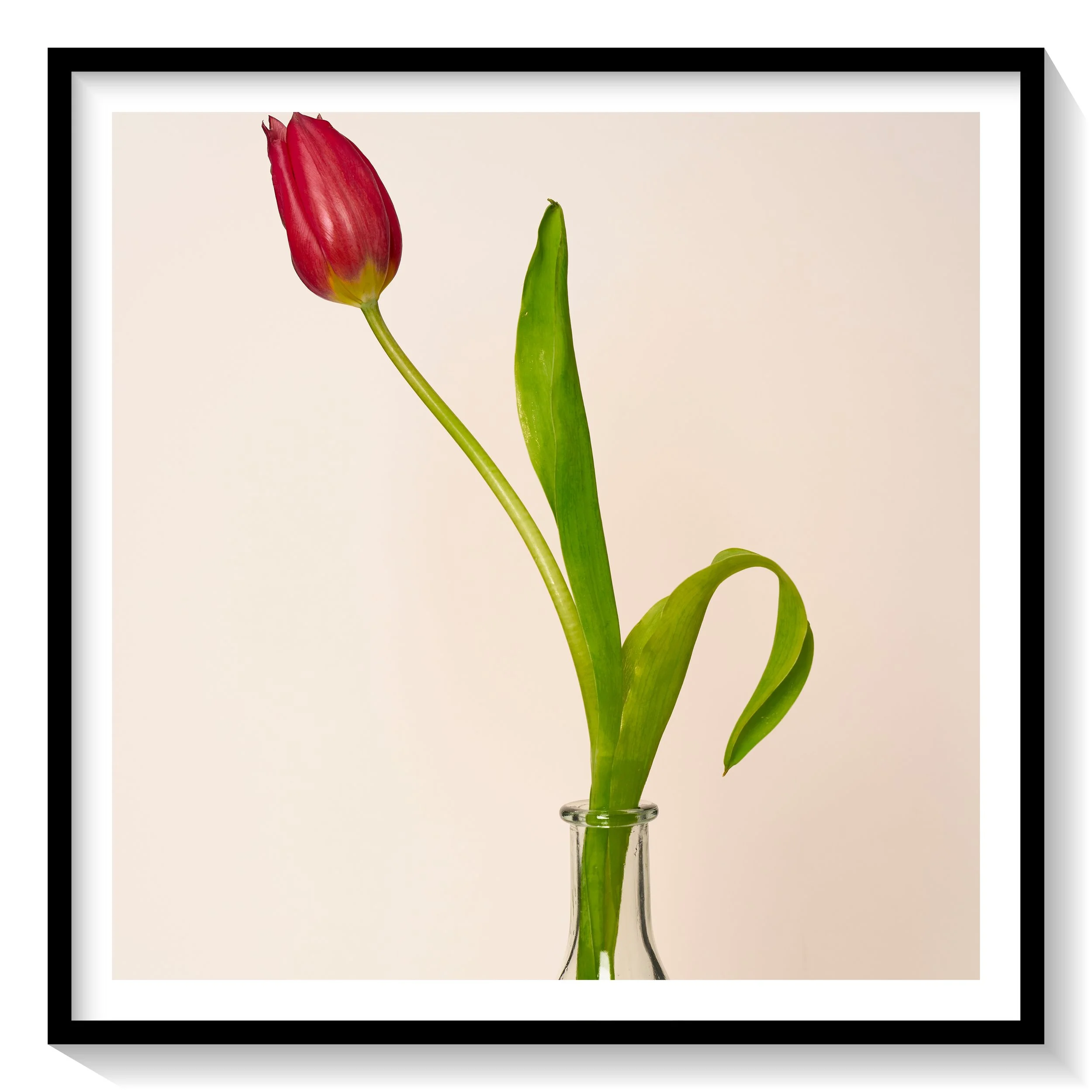 #FLOWER_020