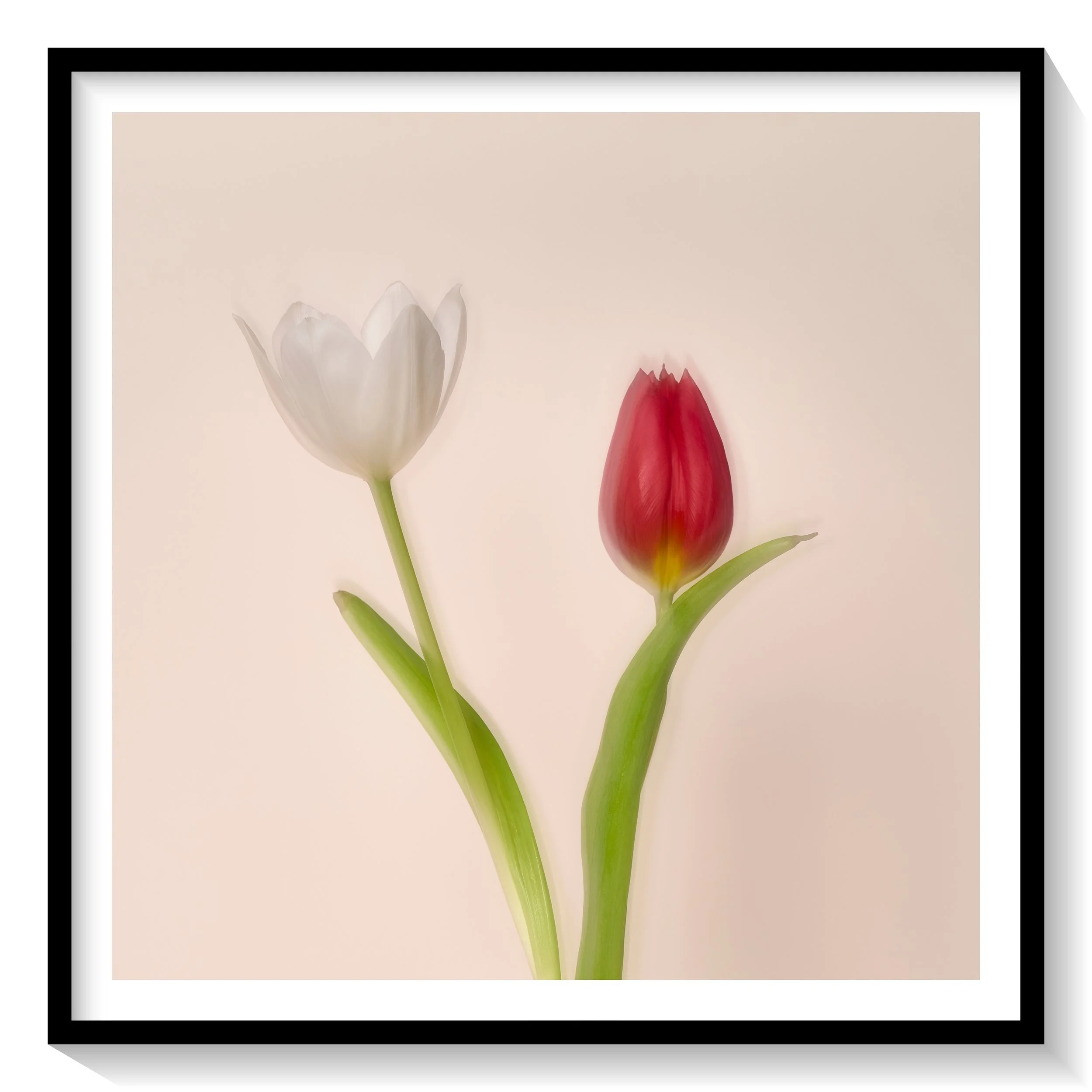 #FLOWER_019