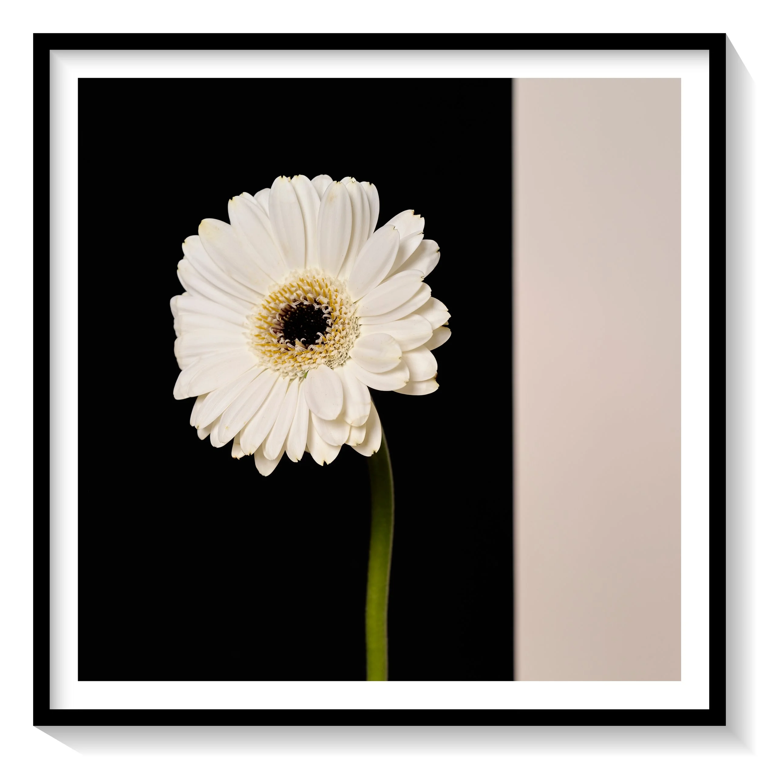 #FLOWER_013