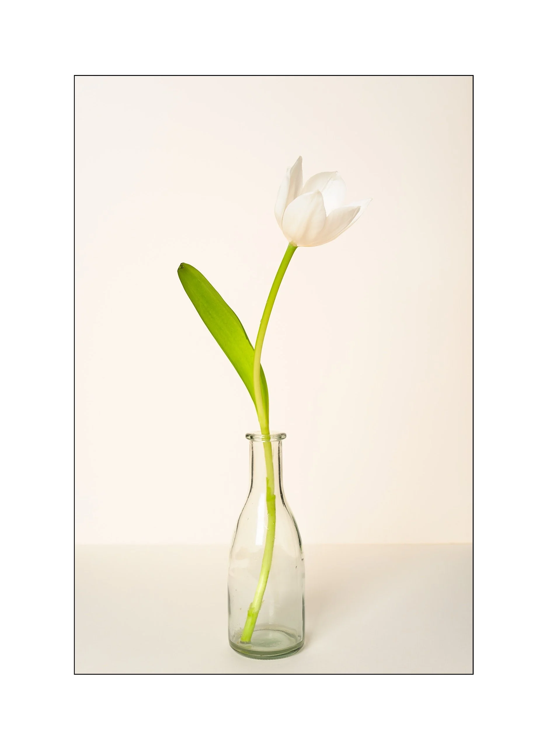 Catalogue 20250288.jpg