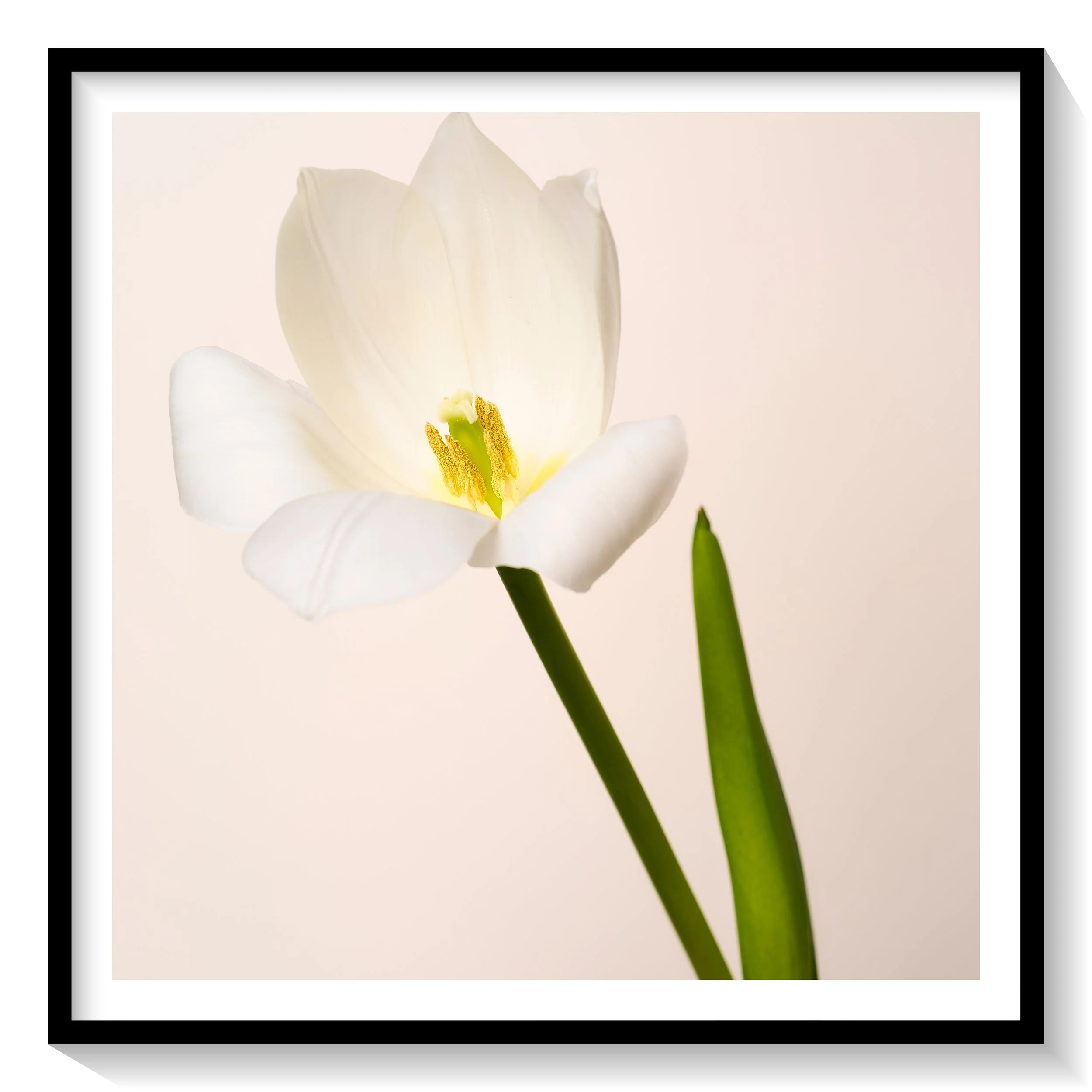 #FLOWER_016