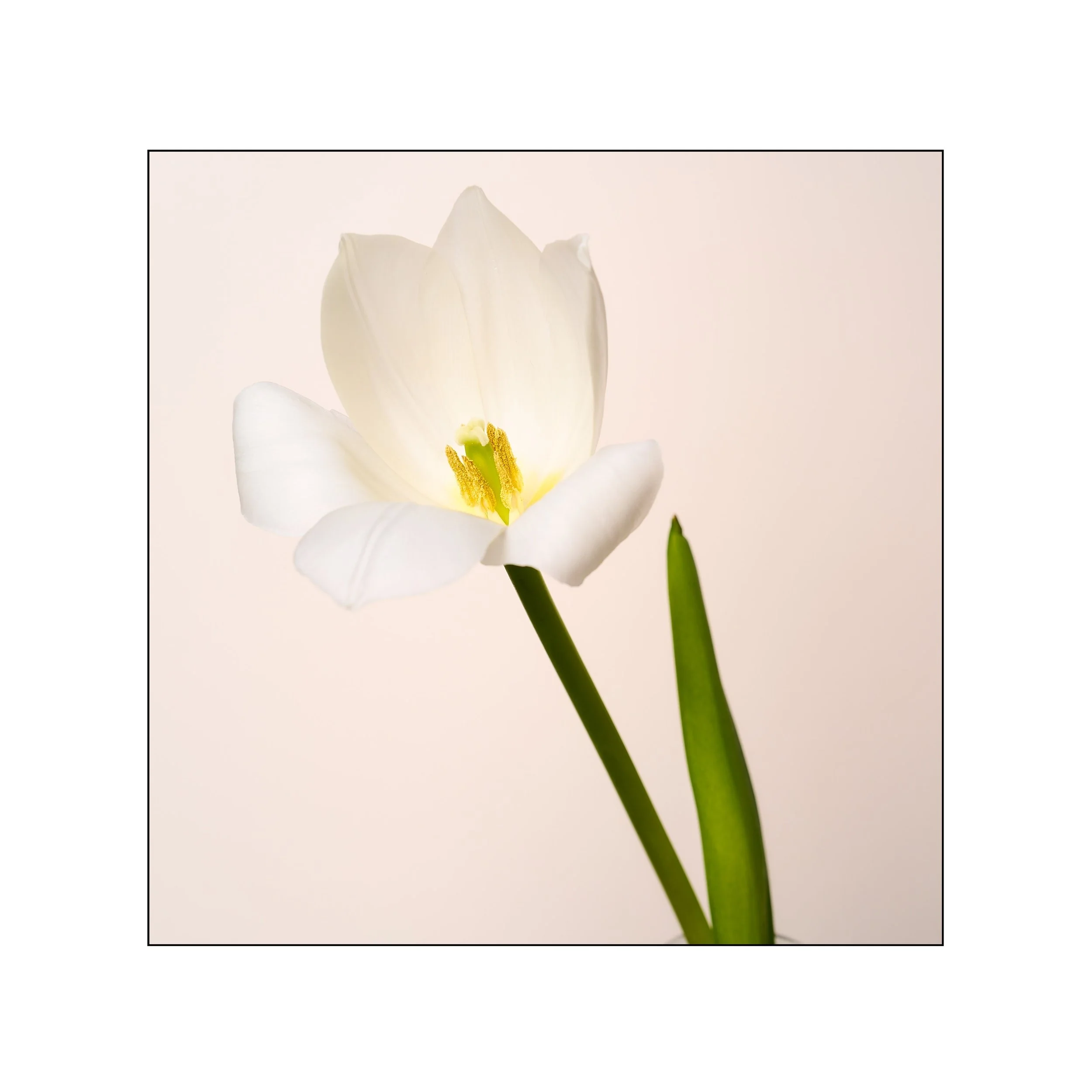 Catalogue 20250345.jpg