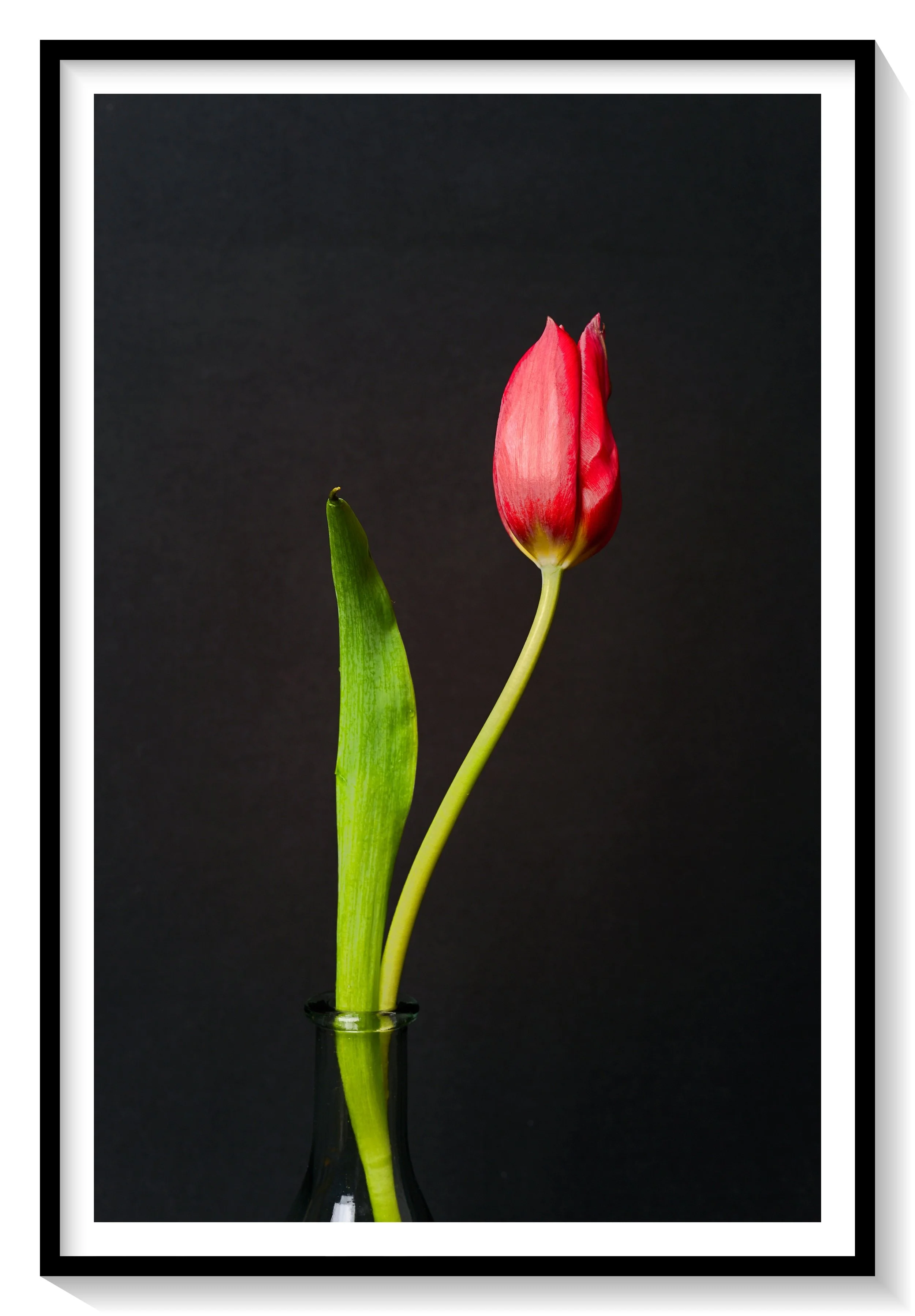 #FLOWER_006