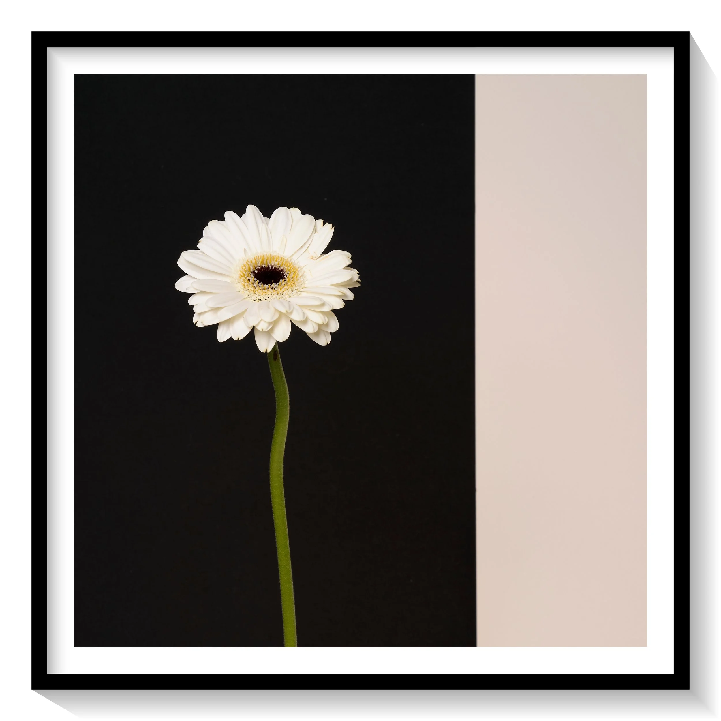 #FLOWER_010