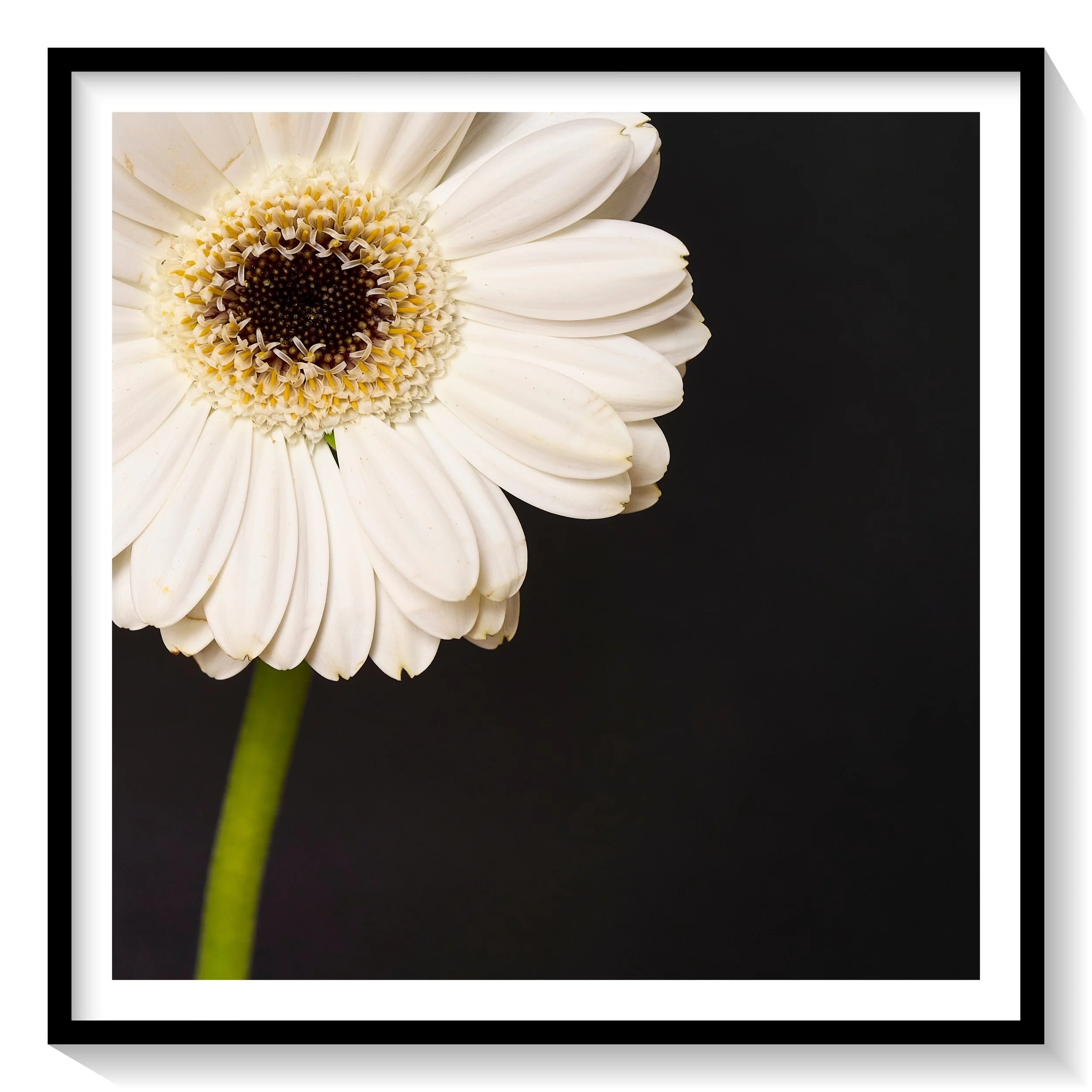 #FLOWER_009