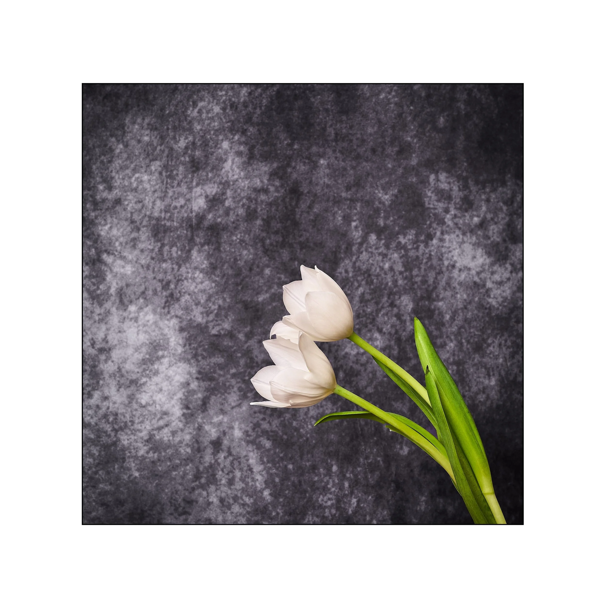 Catalogue 20250202.jpg