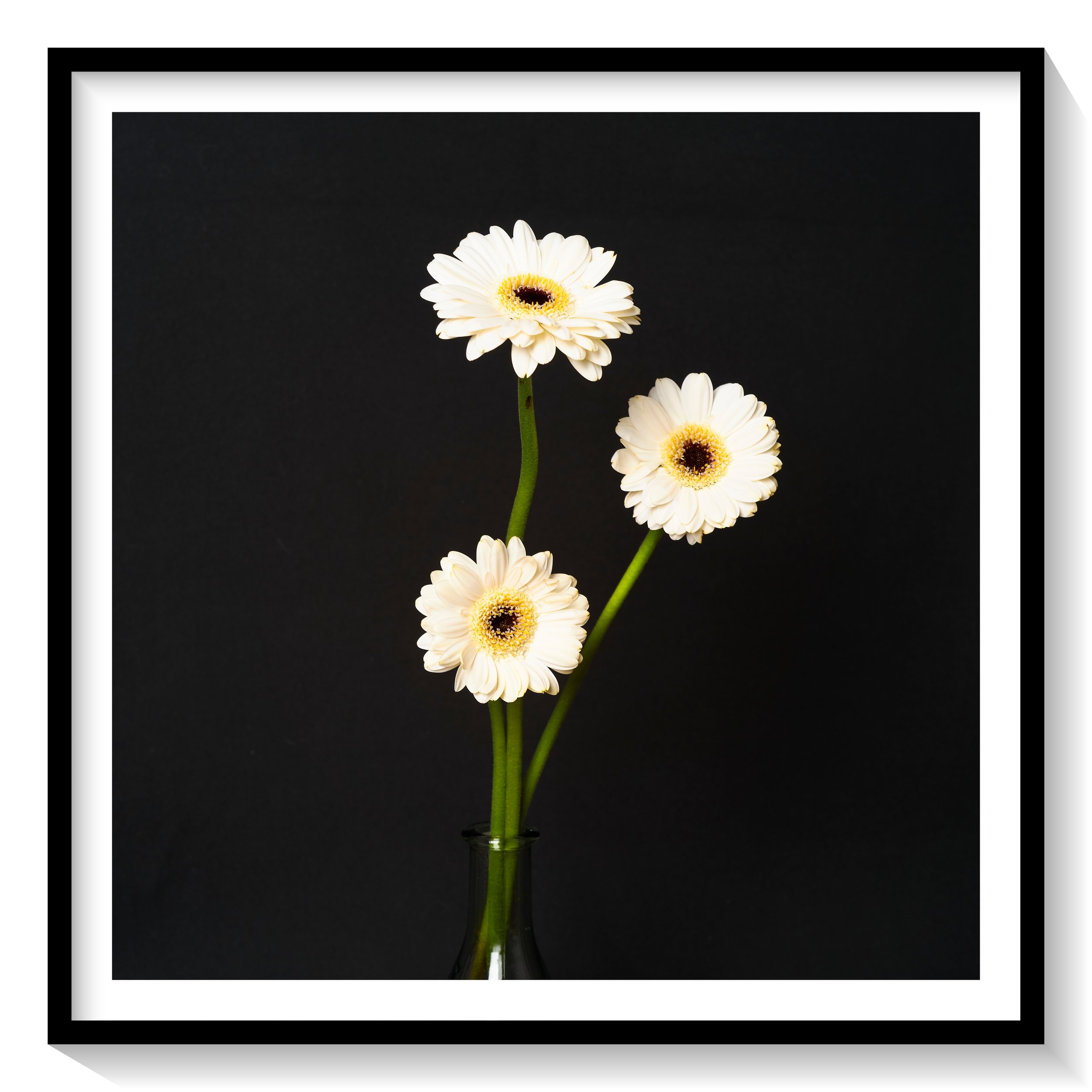 #FLOWER_001
