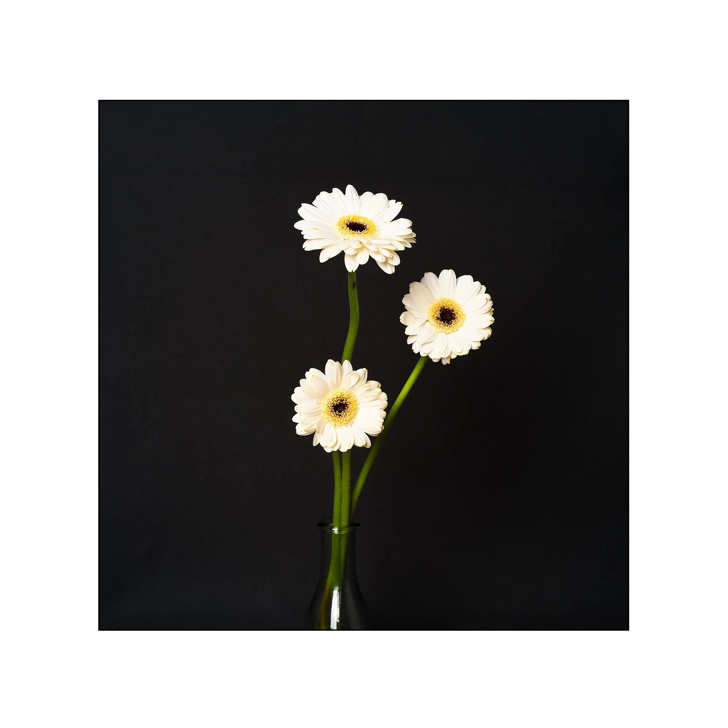 Catalogue 20250273 1.jpg