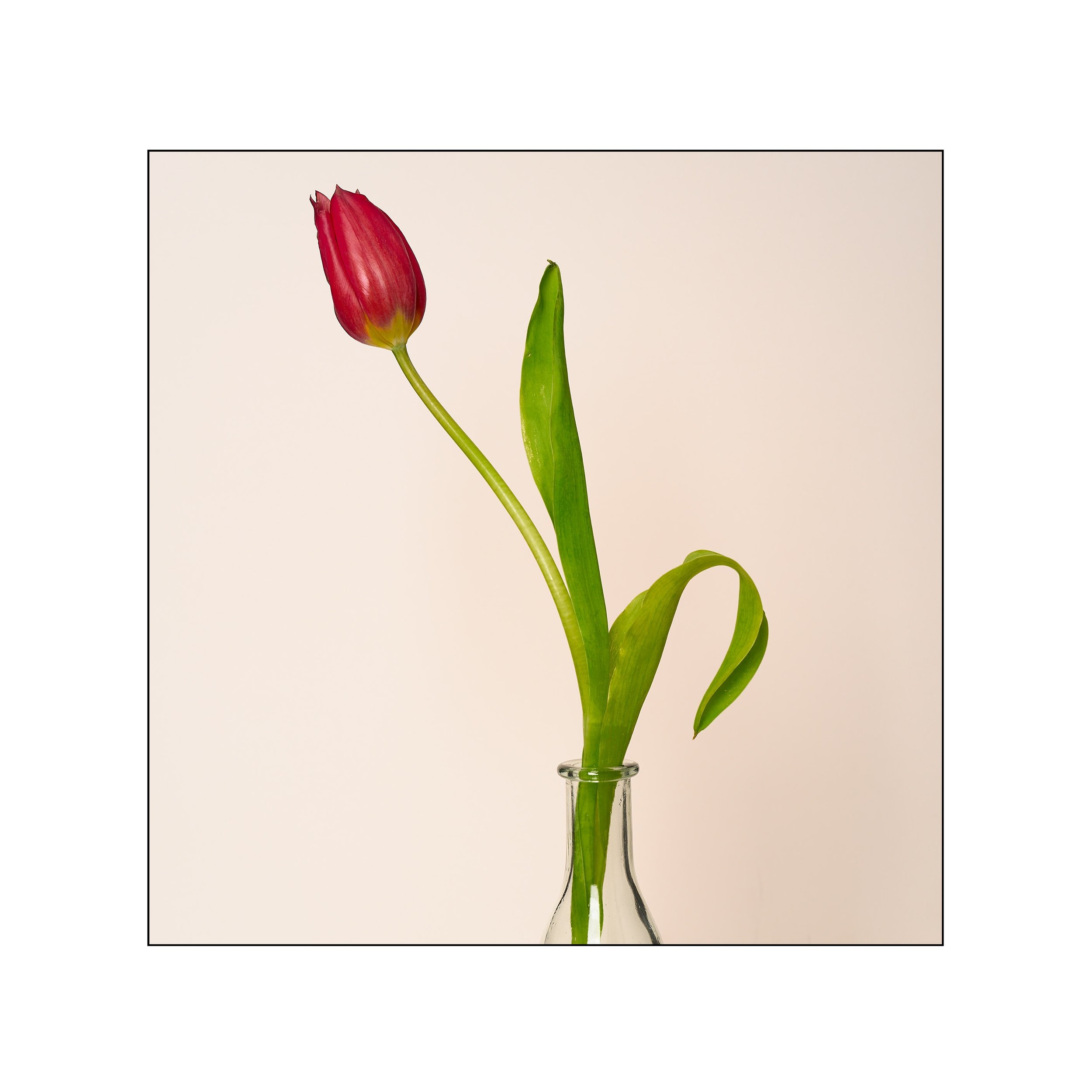 Catalogue 20250295.jpg