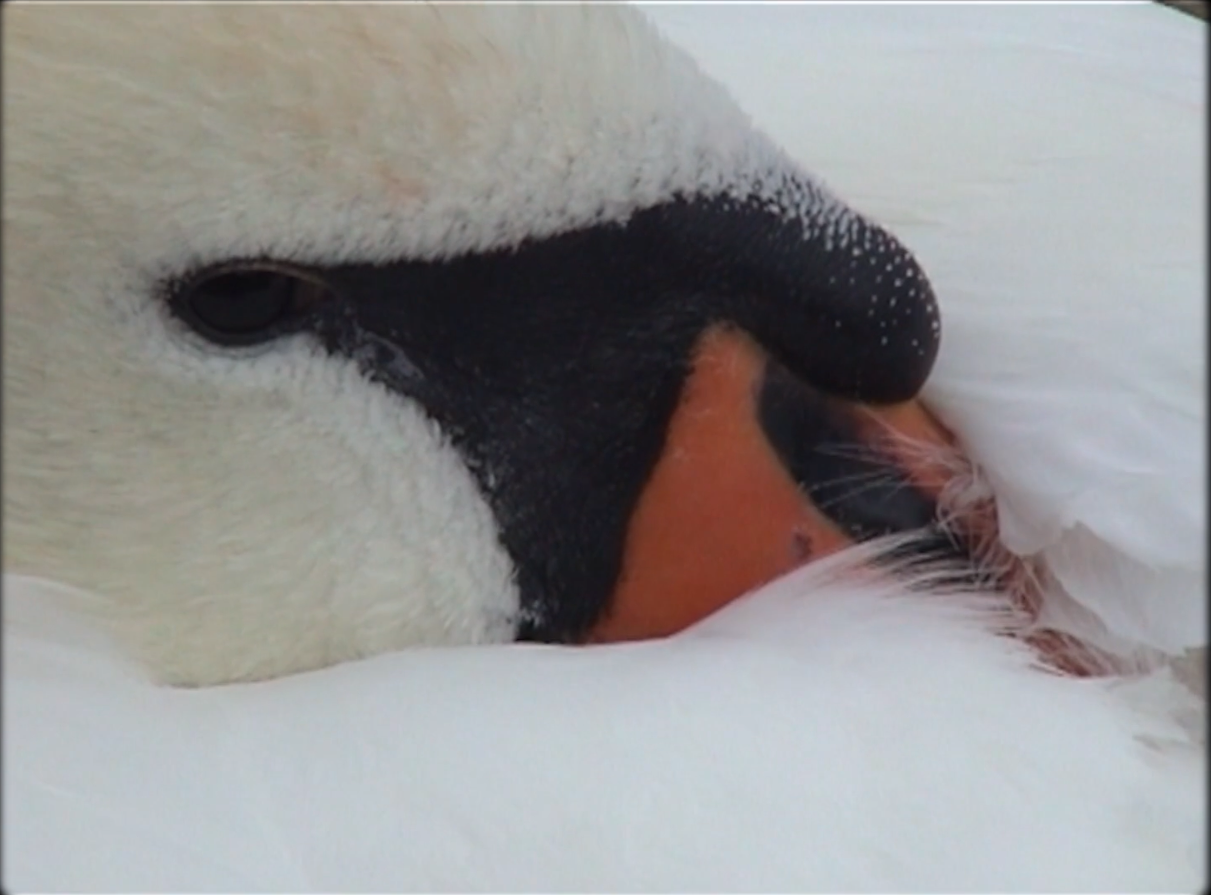 Close-up of a goose's head with its beak partially closed, resting on white feathers.