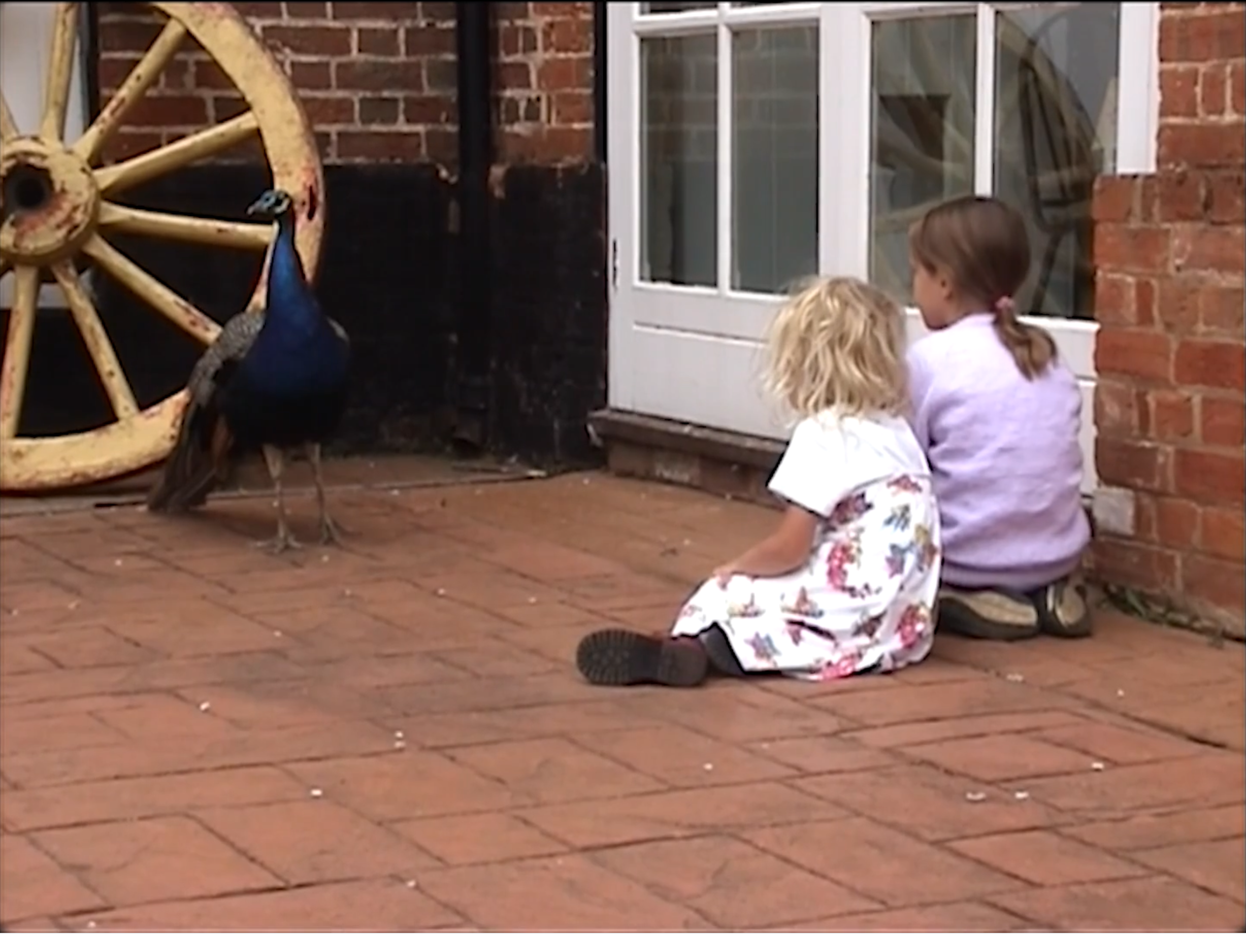Two young girls sitting on a brick porch, watching a peacock near a large yellow wagon wheel. One girl has curly blonde hair and is wearing a white dress with a floral pattern, while the other has straight brown hair tied back and is wearing a lavender top and light-colored pants.