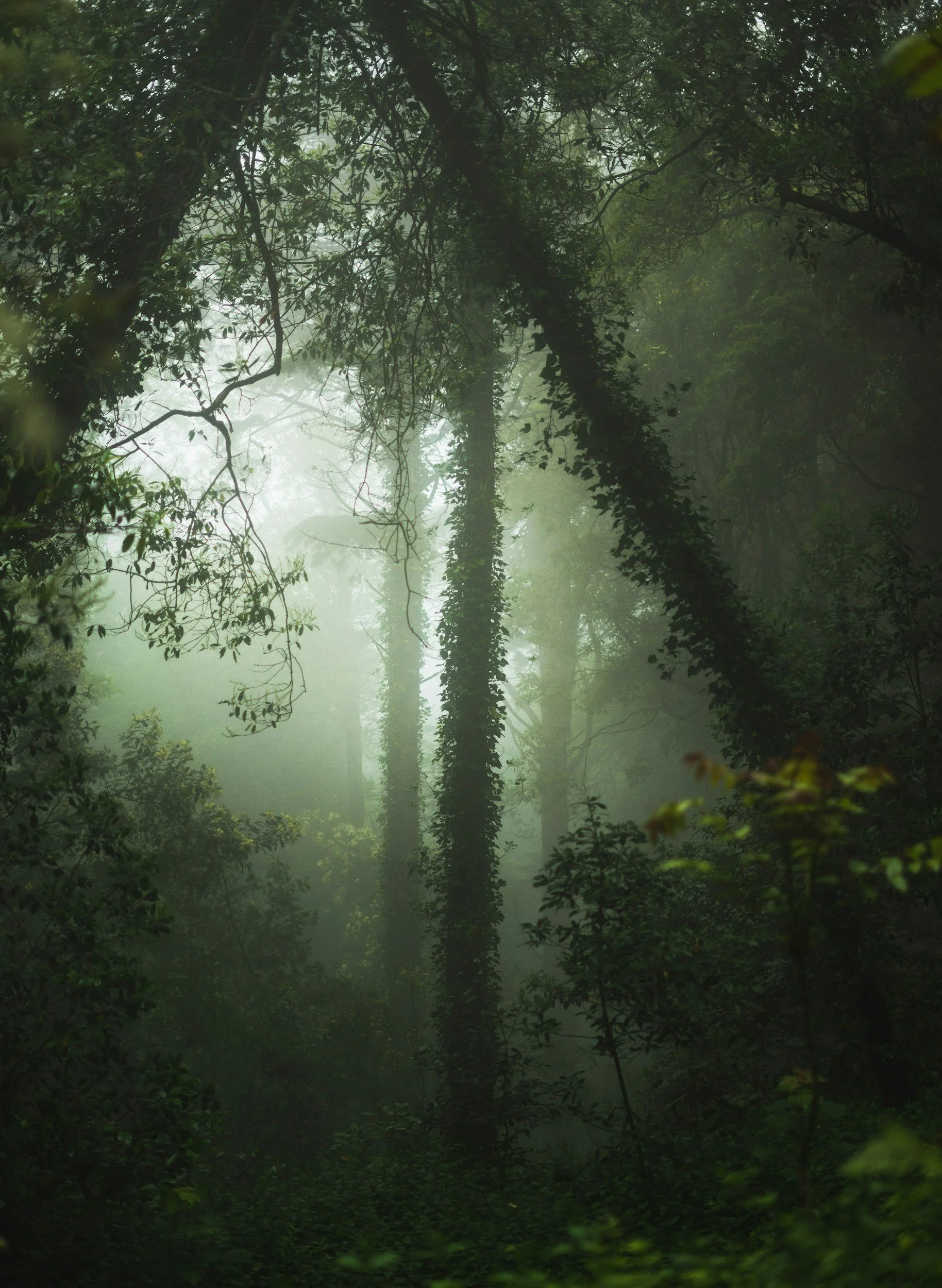 A forest scene with tall trees, dense foliage, and sunlight filtering through fog.