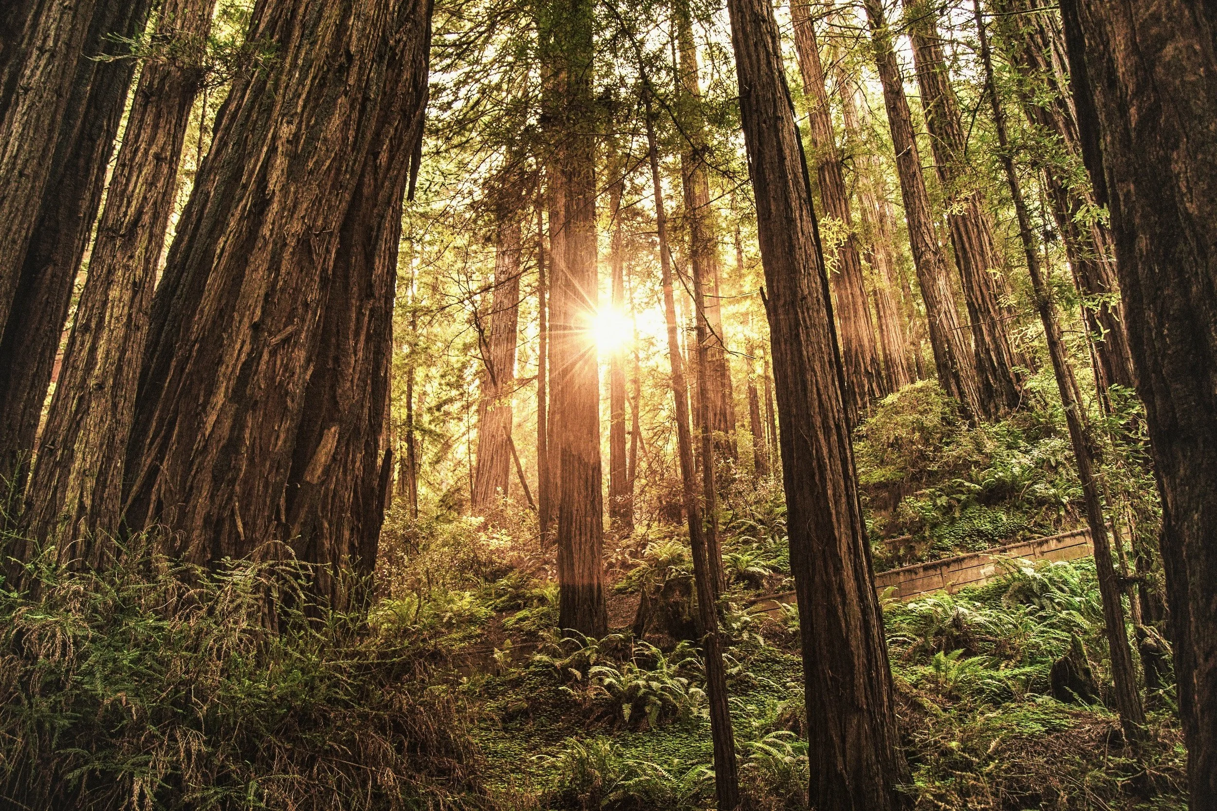 Sunlight shining through tall trees in a lush green forest.