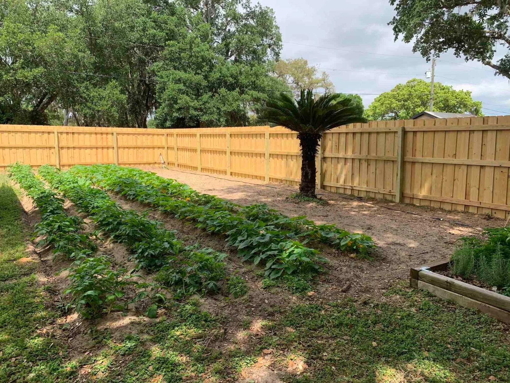 Garden with rows of green plants, surrounded by a wooden fence and trees.