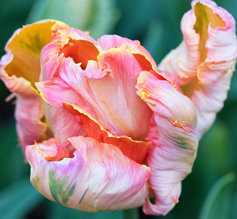 Premium Novelty Tulip Subscription | 3 Months