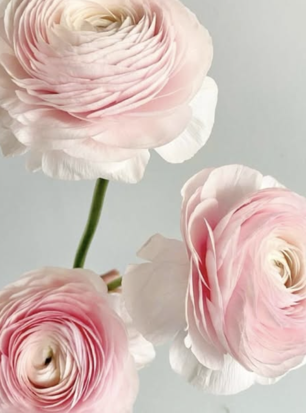 Close-up of three pink and white ranunculus flowers with soft petals on a light background.
