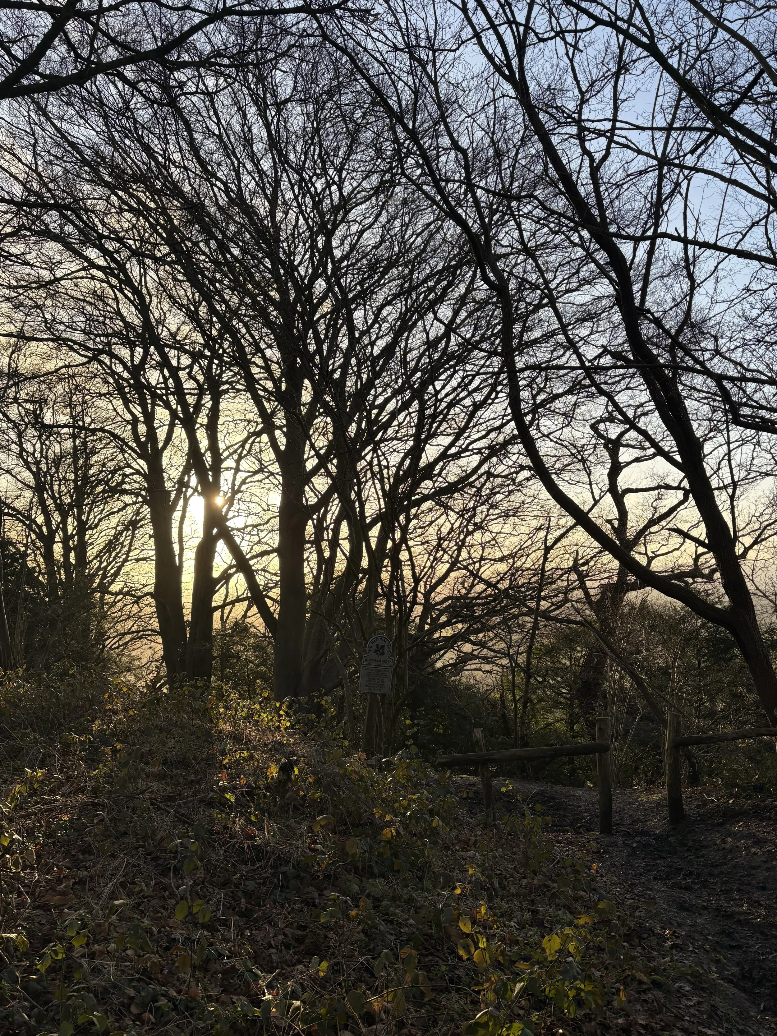 msh run one tree hill.jpg