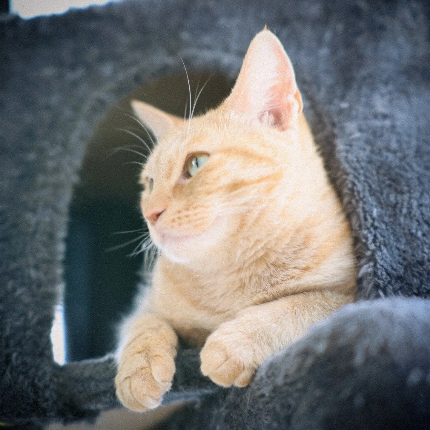 Pet updates: Dusky lost his first baby tooth, Satori gained at least three pounds, Dawna will need a haircut soon, Gragor still chillin&rsquo;