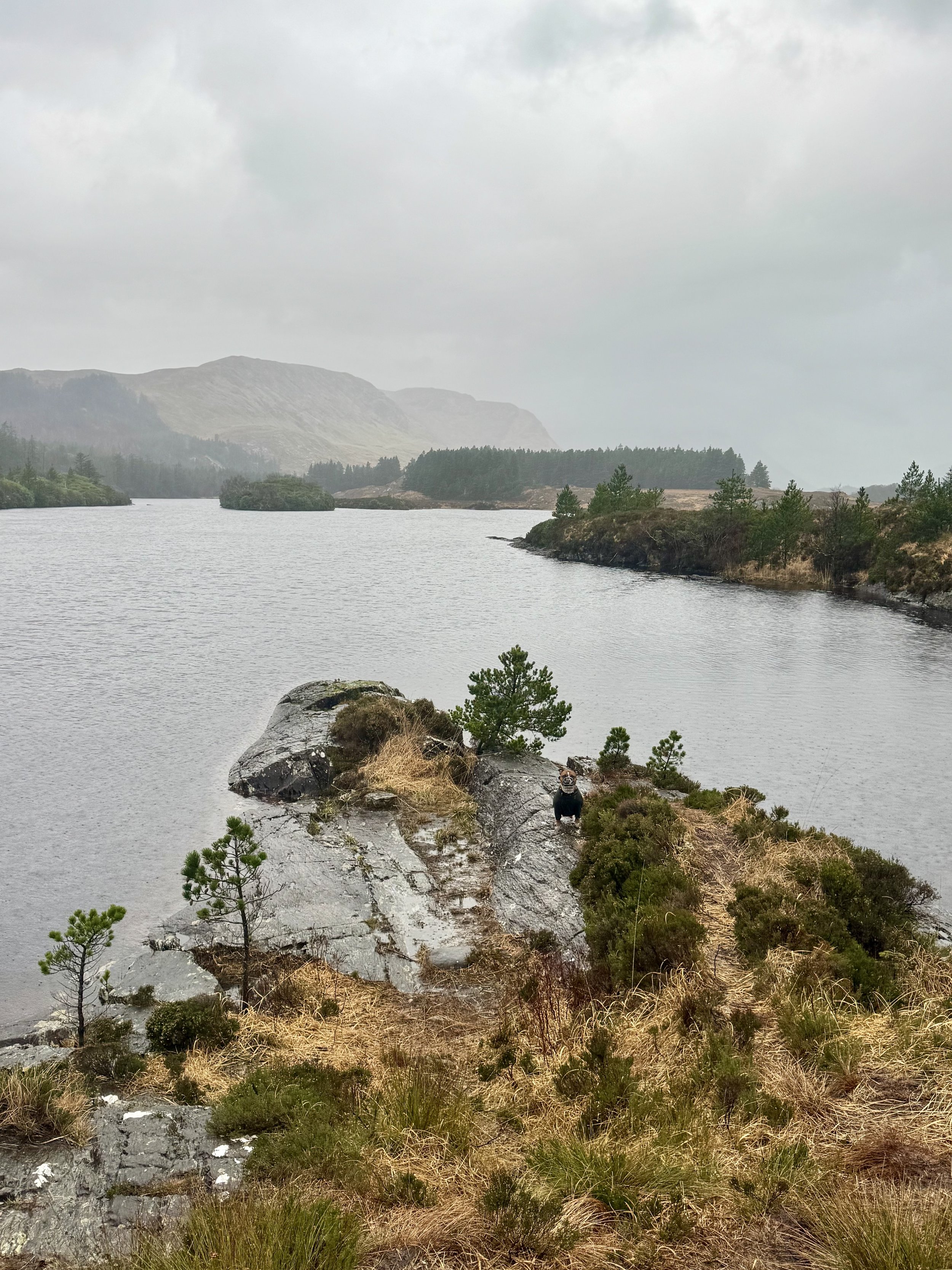 Pain &amp; Discomfort - The Missing Piece in Your Behaviour Journey 