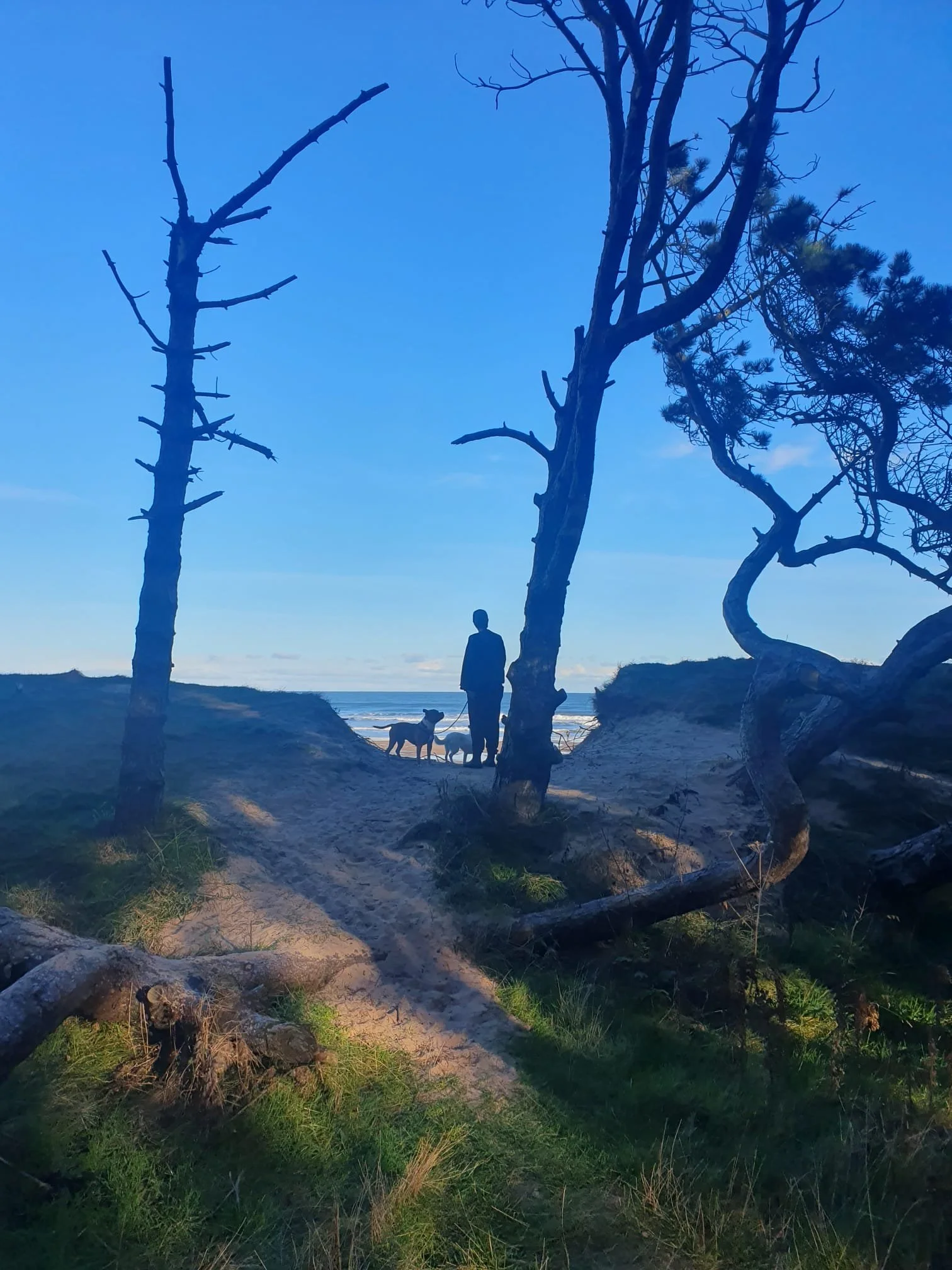 Silhouette of a person and two dogs on a sandy path surrounded by trees, with the ocean visible in the background under a clear blue sky.