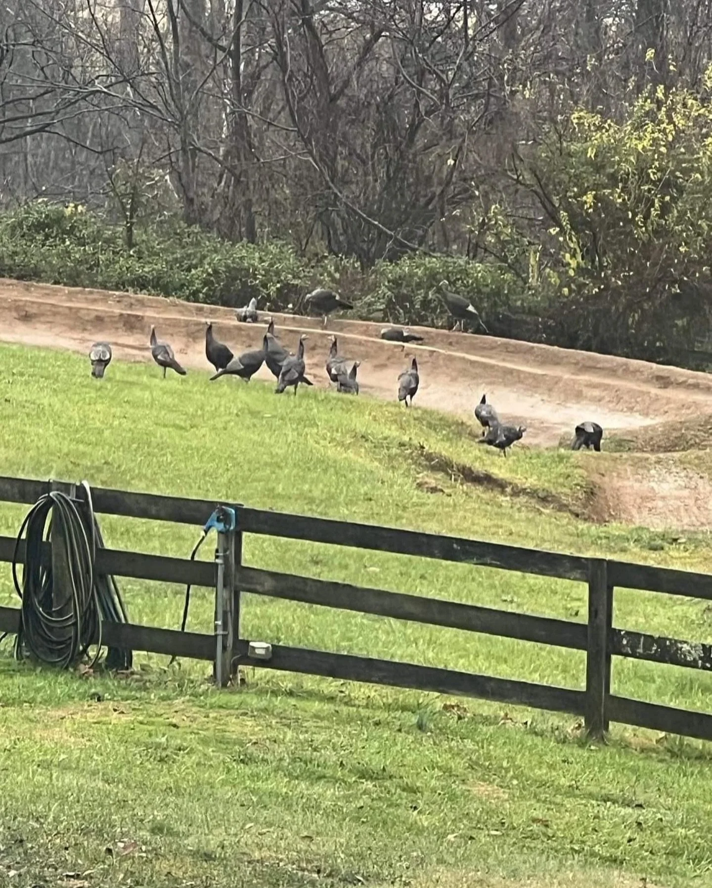 Happy Thanksgiving you jive turkeys! 

Today we are thankful for everyone who has continued to support our dream here at the farm! From our family to yours, Happy Thanksgiving! 

Stayed tuned. Exciting plans are coming to the farm and these turkeys c