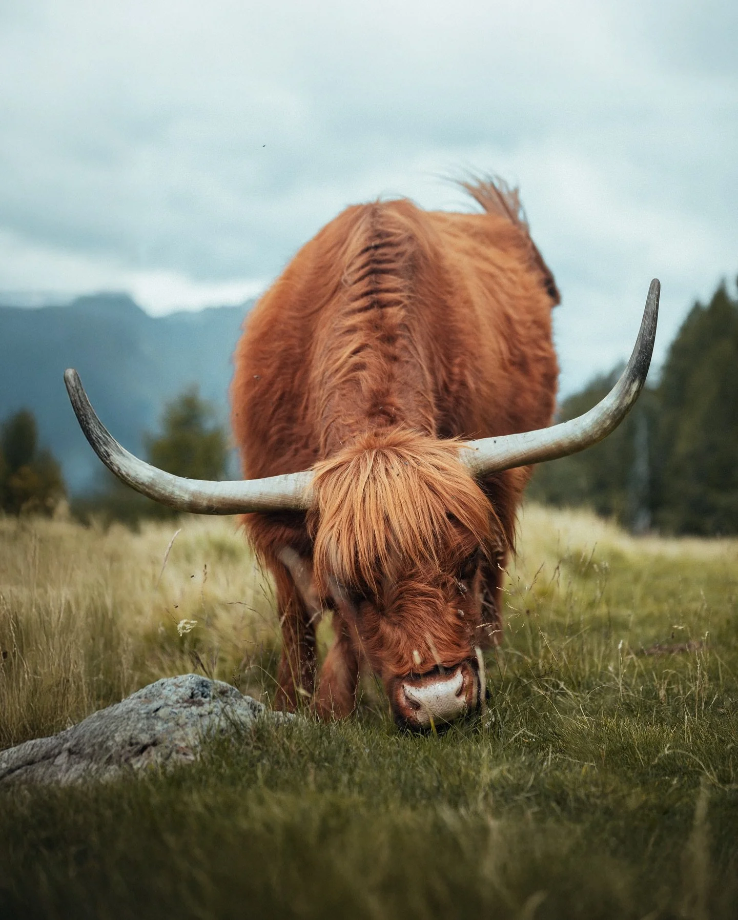 🇮🇹: Mucche delle highlands nella loro fase emo 🐮 
.
.
.
🇬🇧:Highlands cow in their emo phase 🐮

#italy #canon #canonitalia
