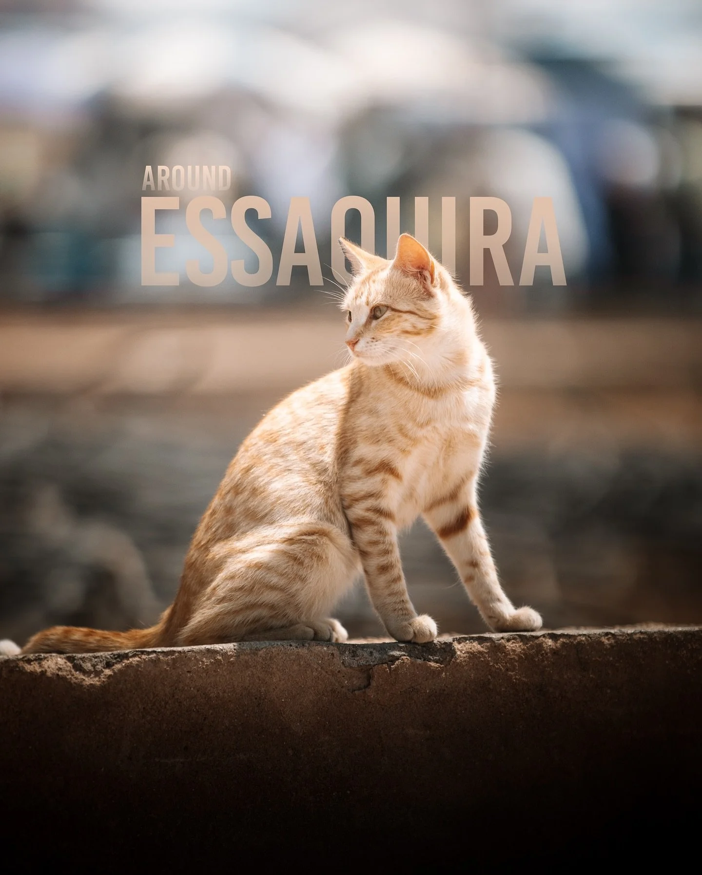 🇮🇹: Due passi per Essaouira: tra mercati, animali e profumi

-

🇬🇧: A stroll through Essaouira: among markets, animals, and scents

#morocco #visitmorocco #essaouira #canonitalia