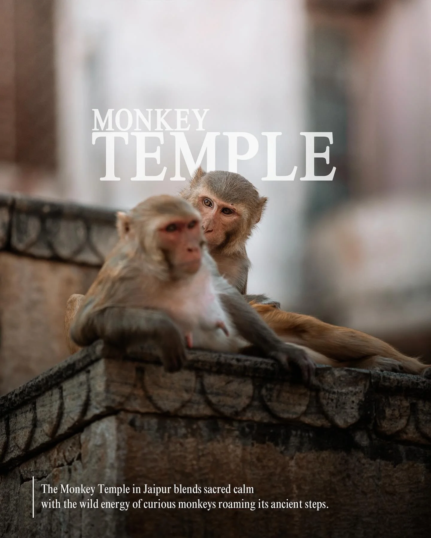🇮🇹: Tempio delle Scimmie di Jaipur&hellip; e non essere stato derubato dalle scimmie lo considero una vittoria personale 🐒
.
.
.
🇬🇧: Jaipur&rsquo;s Monkey Temple&hellip; and honestly, not getting robbed by the monkeys feels like a personal victo