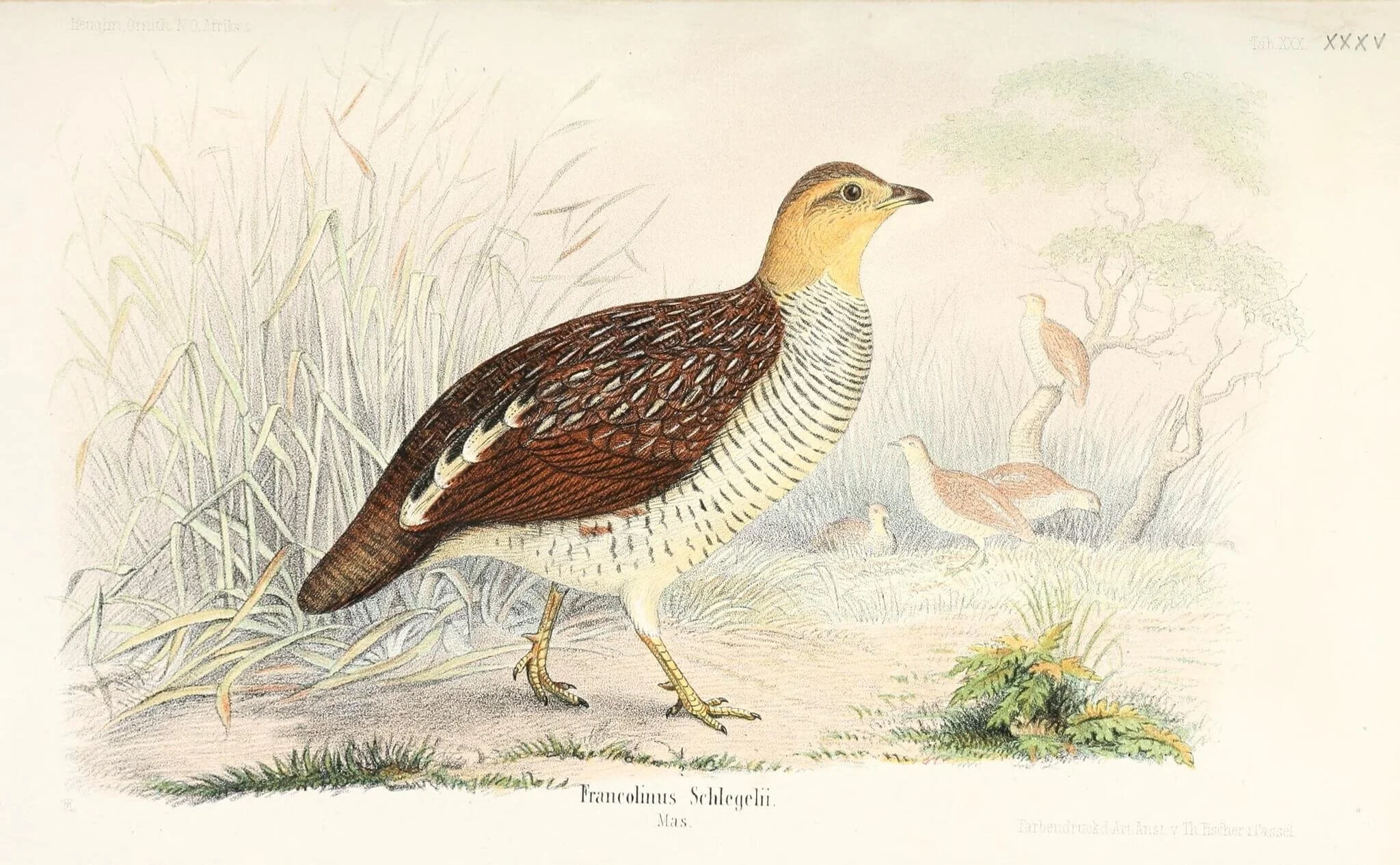 Vintage illustration of a bird with brown and white feathers, standing on grass with trees and other birds in the background.