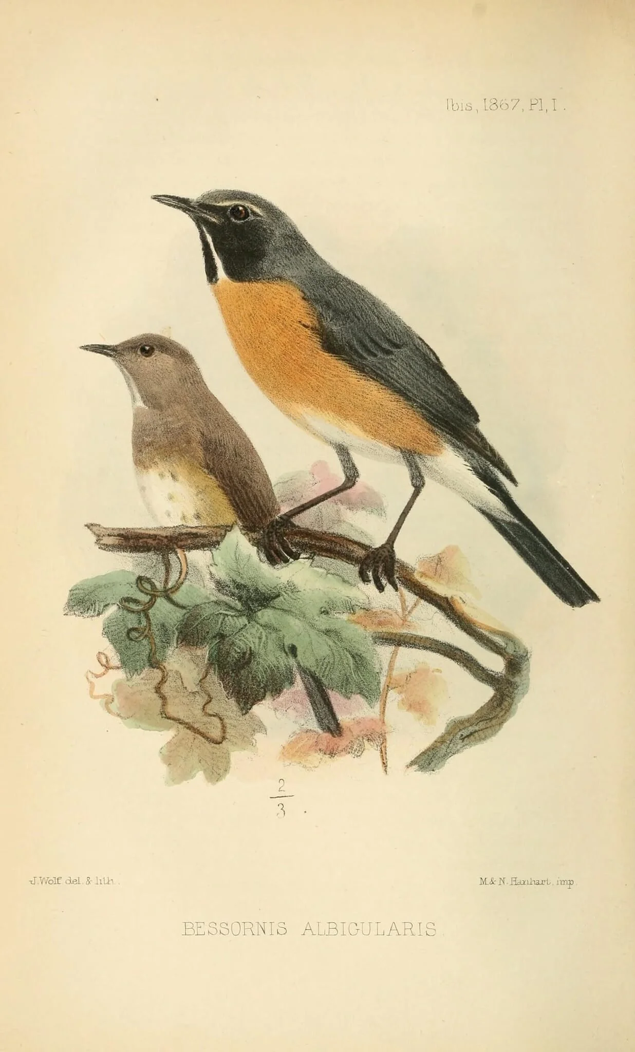 Illustration of two birds perched on a branch, with one larger bird in front and a smaller bird behind, with green leaves and a beige background.