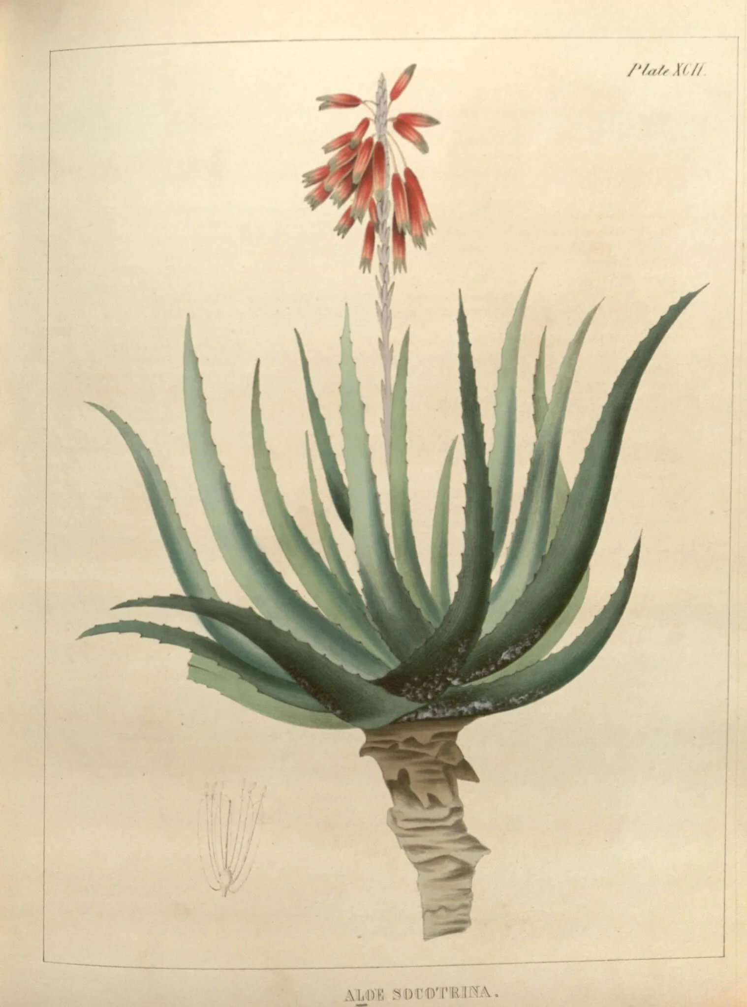 Vintage botanical illustration of Aloe Socotrina with green spiky leaves and a tall flower stalk with red-orange tubular flowers.